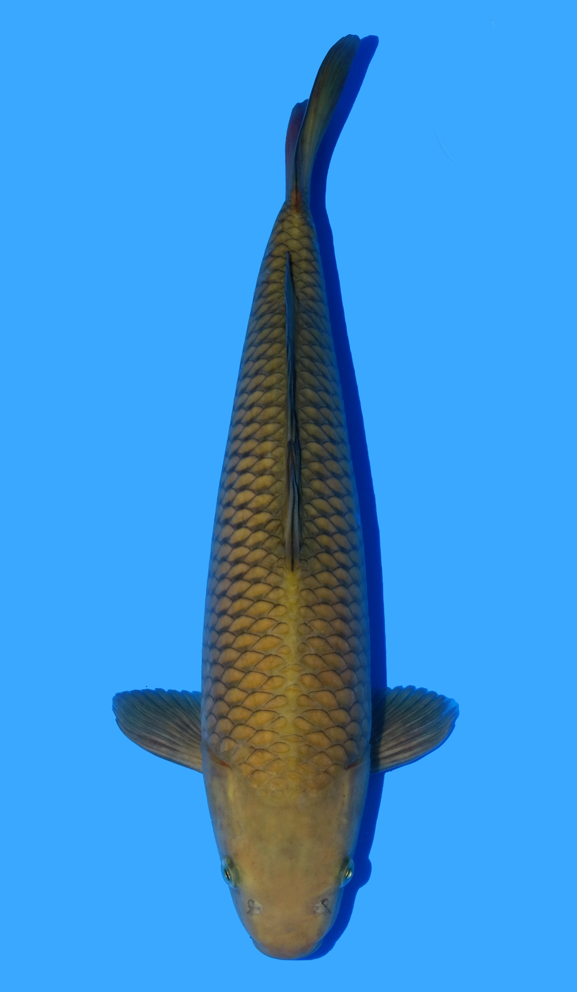 Chagoi