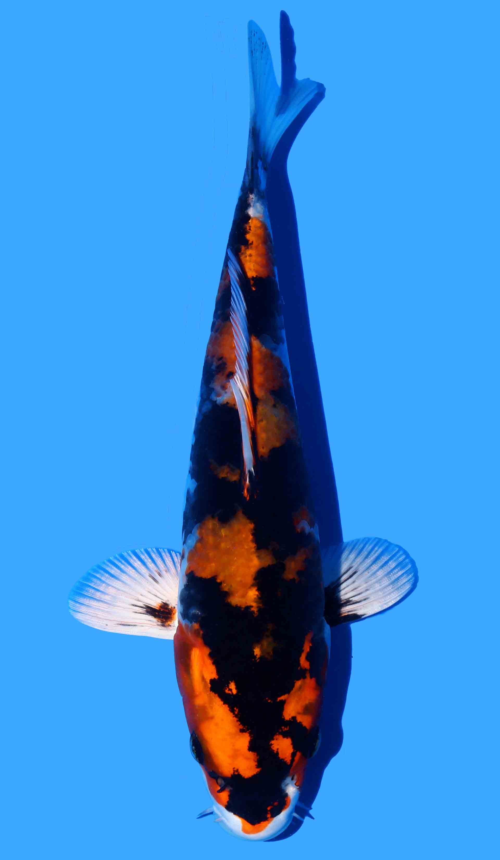 Photo of a koi fish