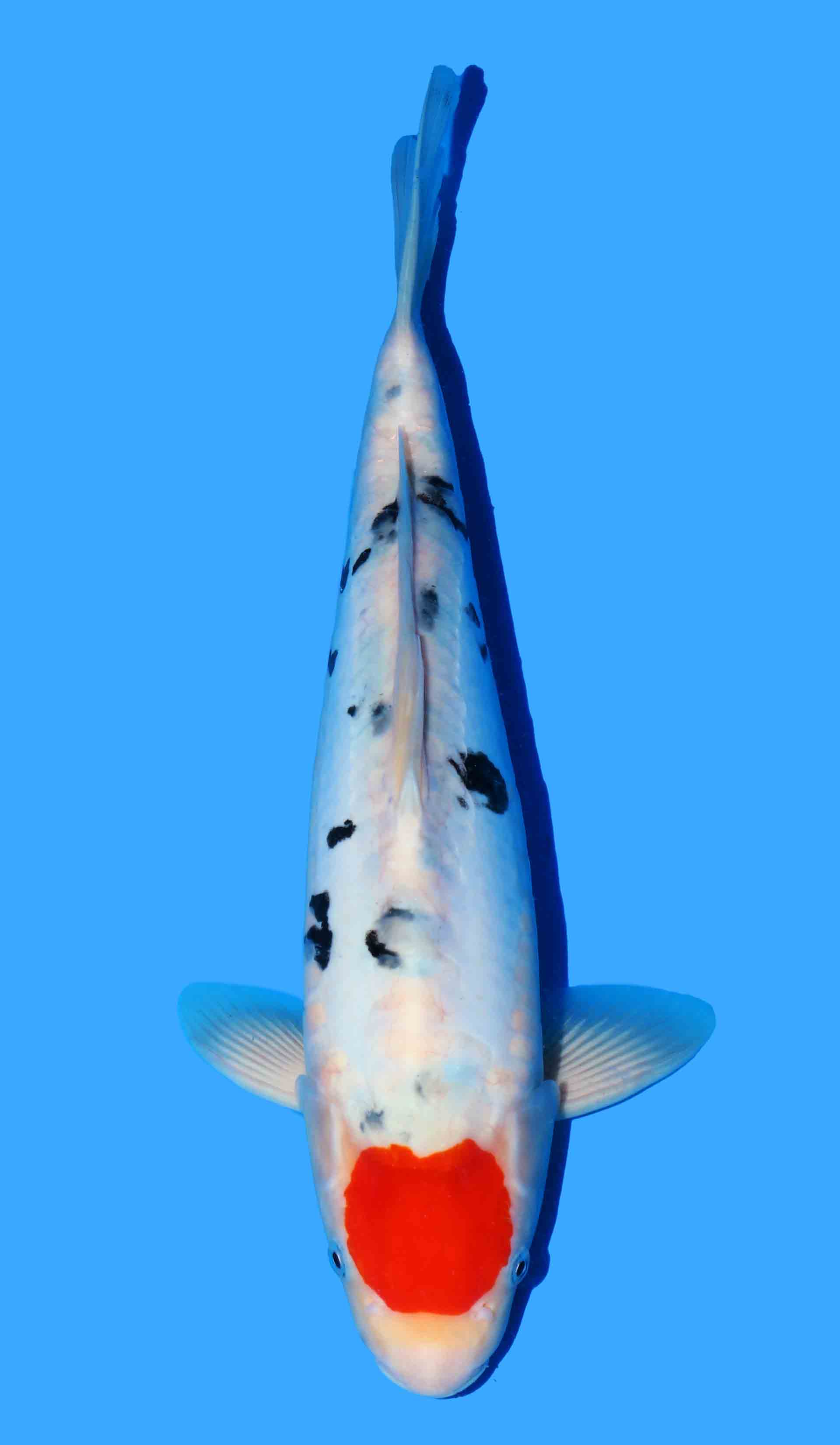 Doitsu Tancho Sanke from Maruhide