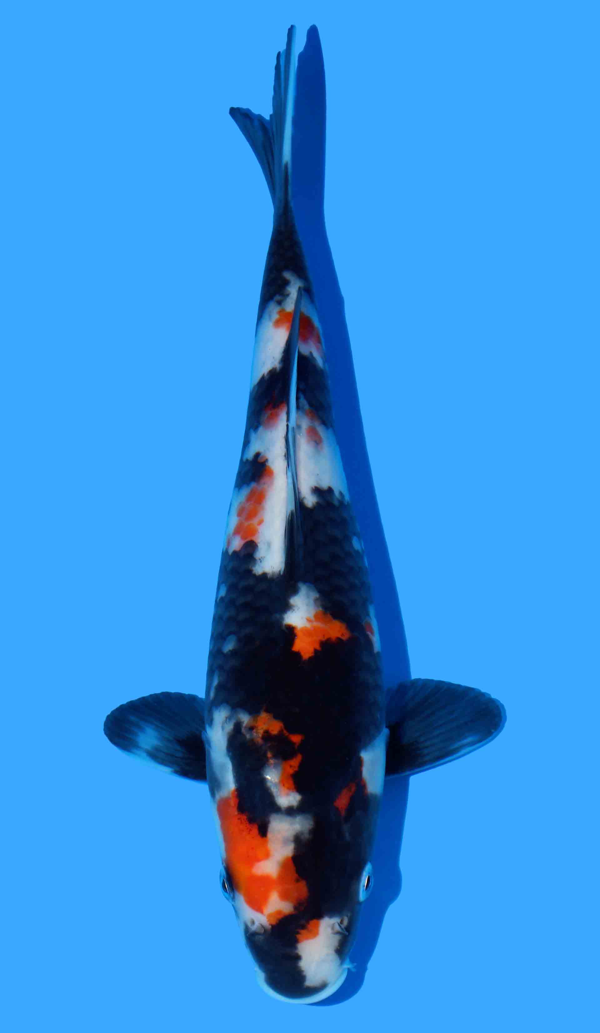 Showa (Dainichi Super Monster Line)