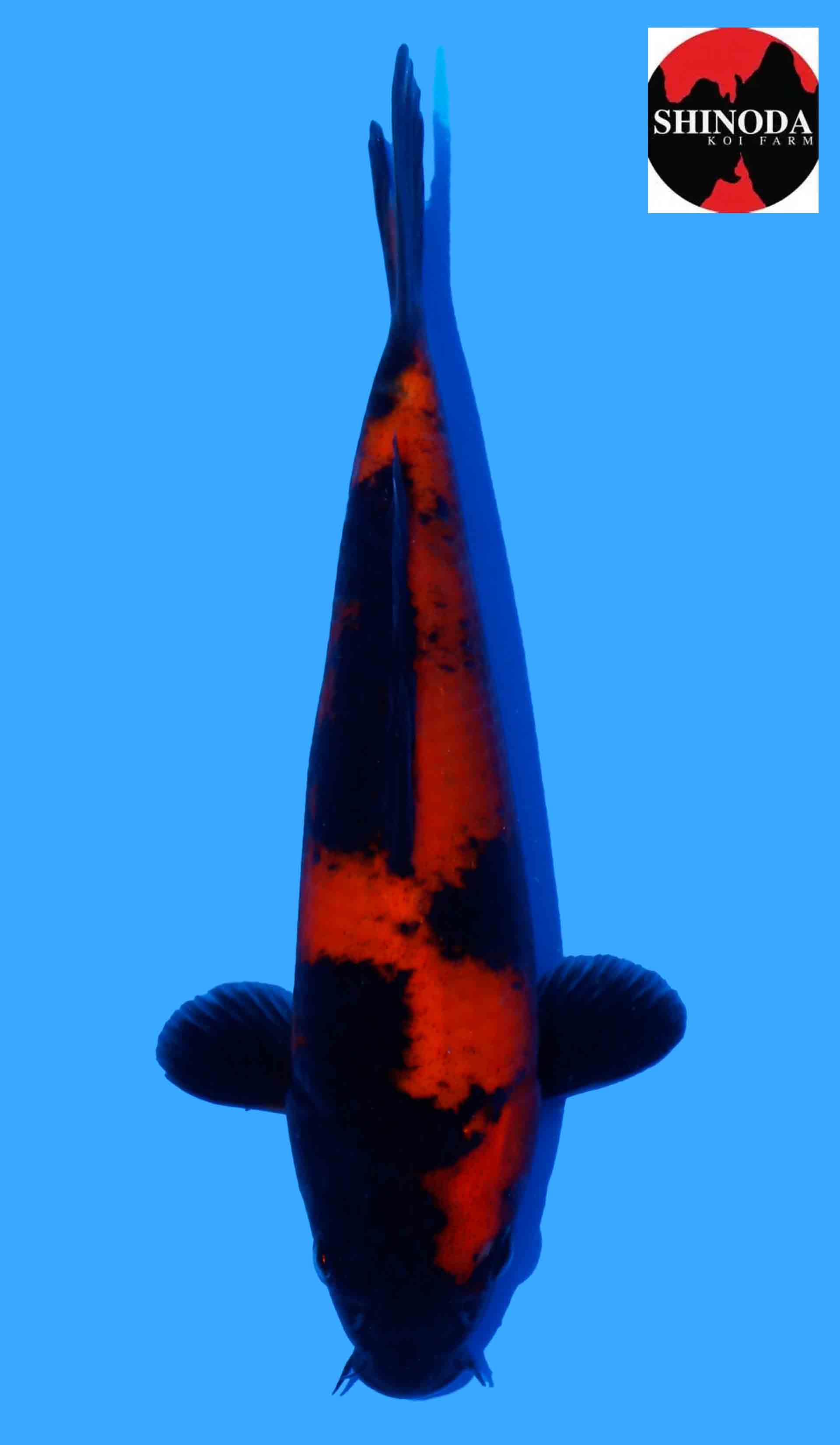 Hi Utsuri from Shinoda