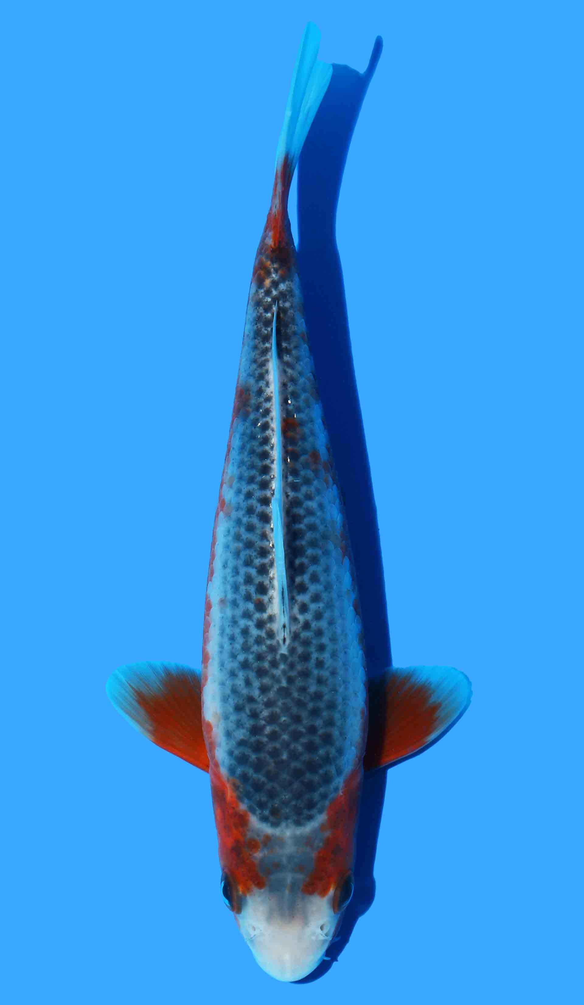 Asagi from Golden Corn