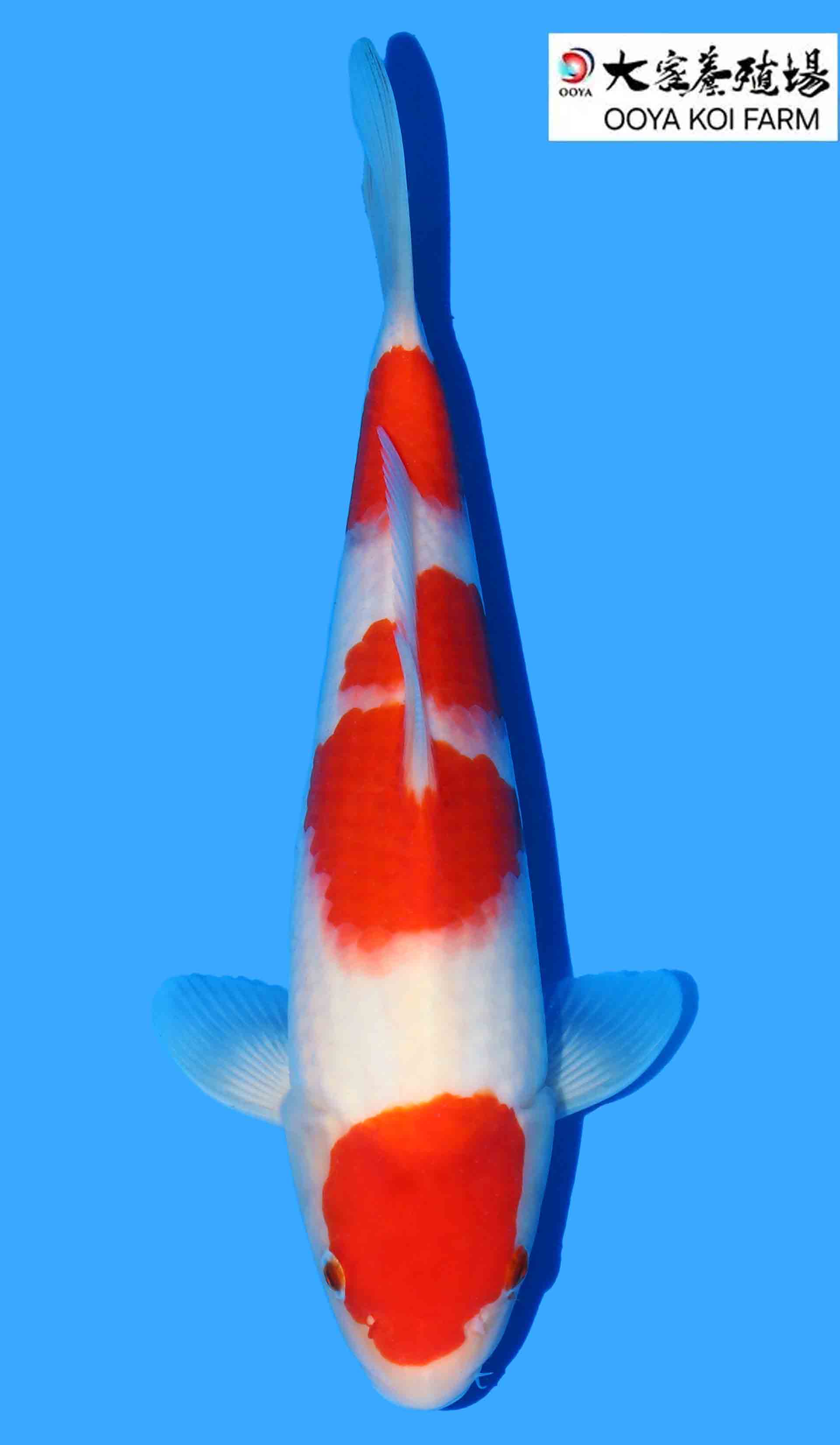 Kohaku