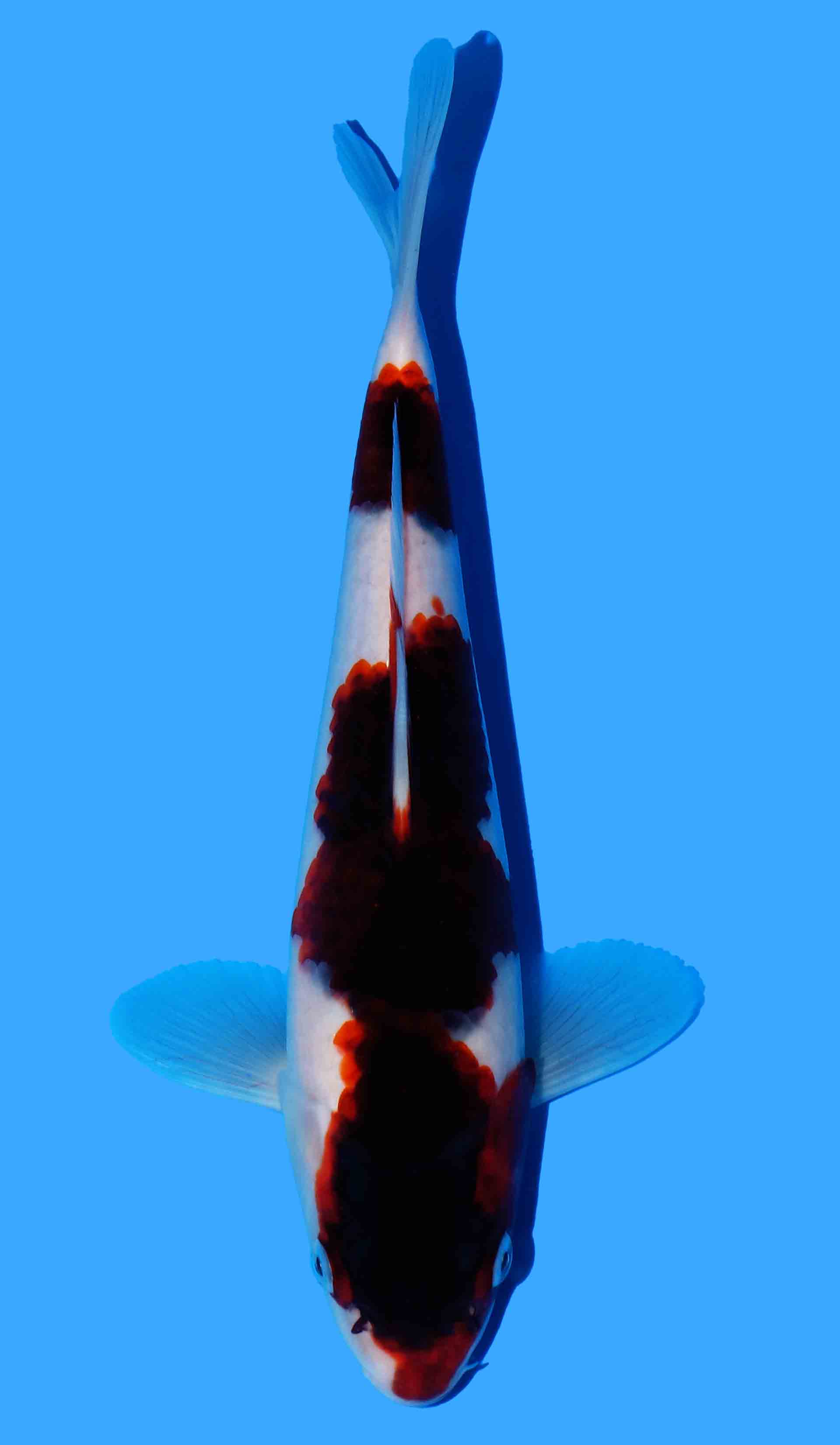 Budo Goromo (Black Budo Line)