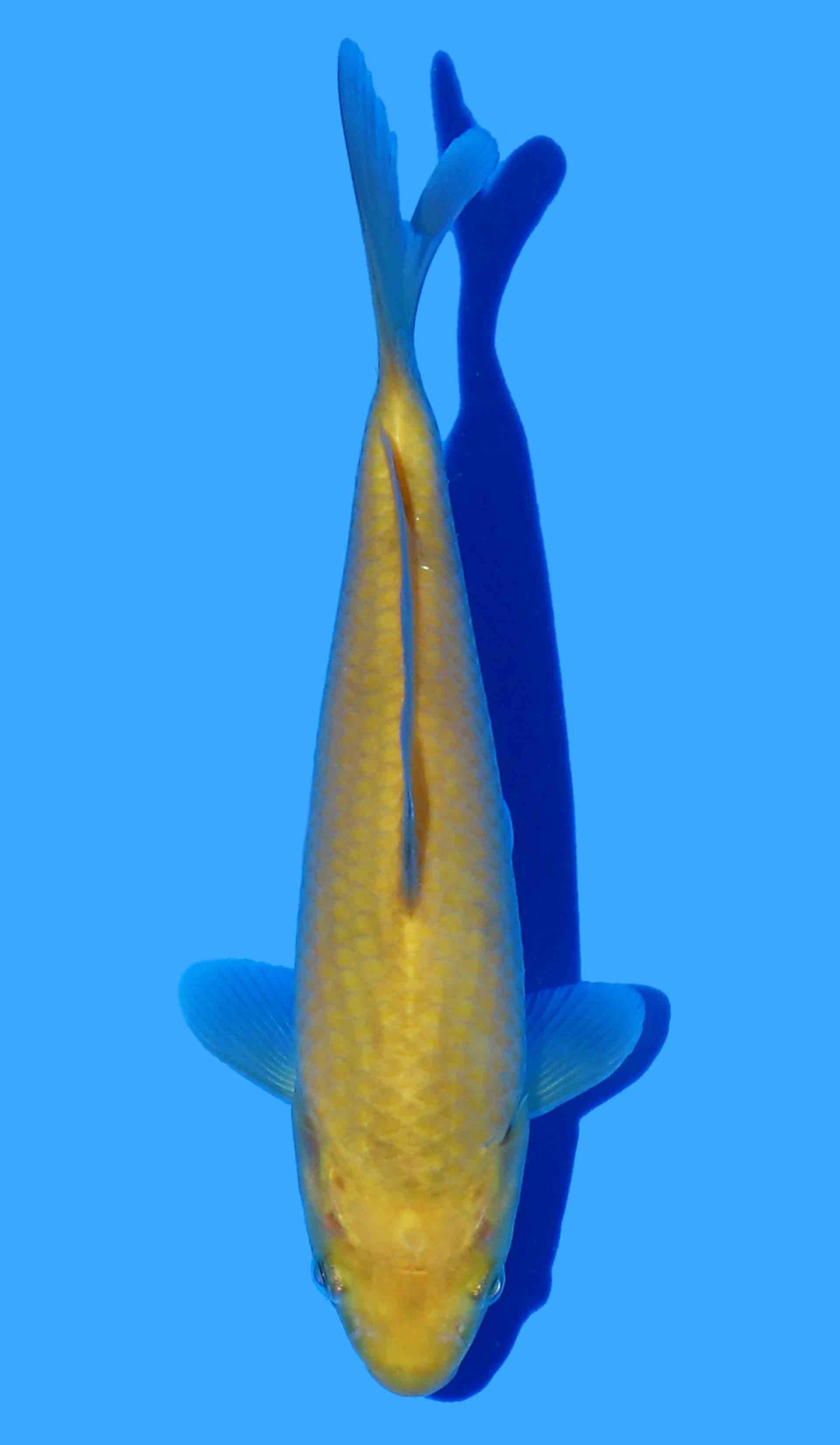 Karashigoi from Marudo