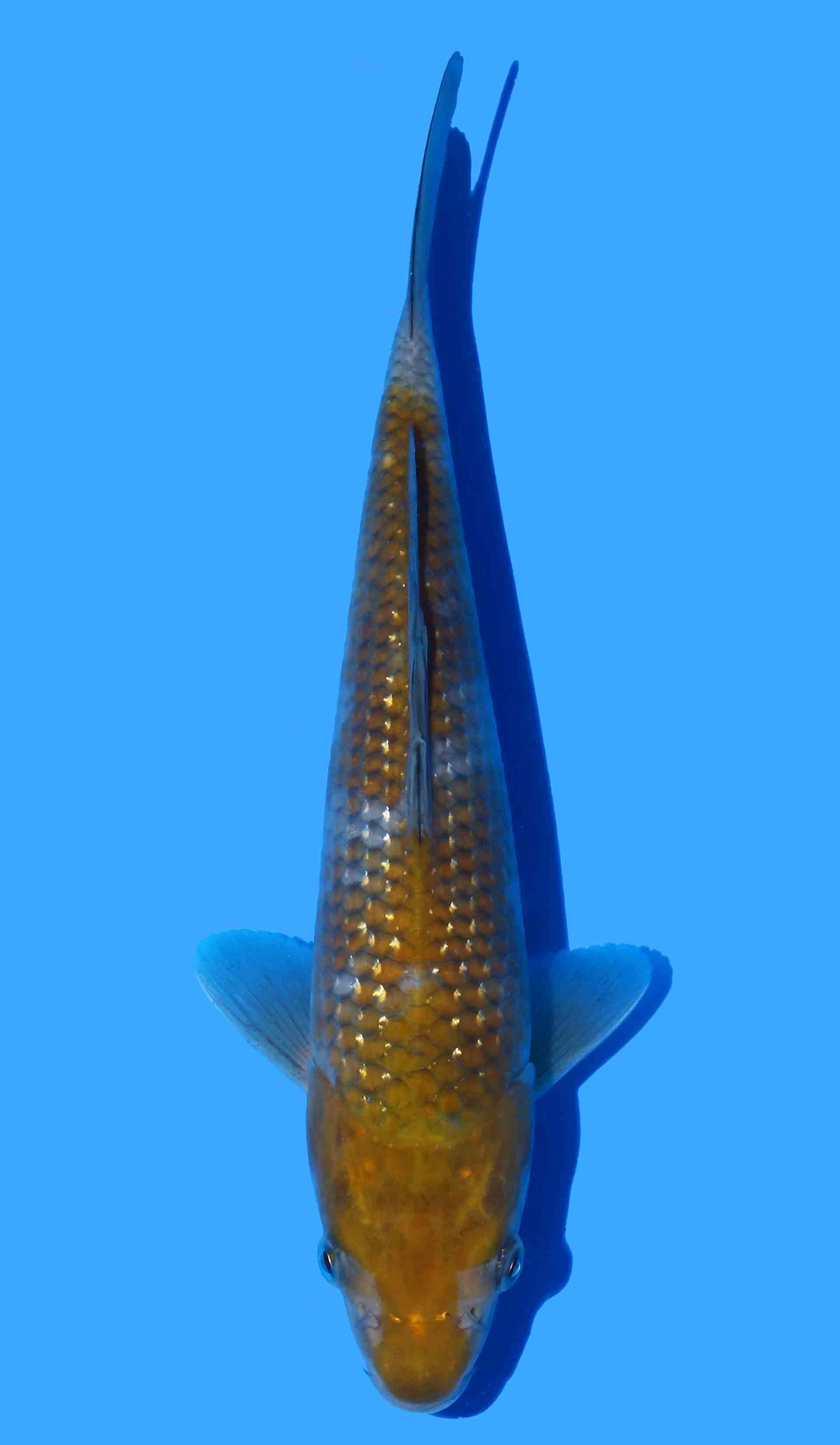 Pearl Gin Rin Ochiba