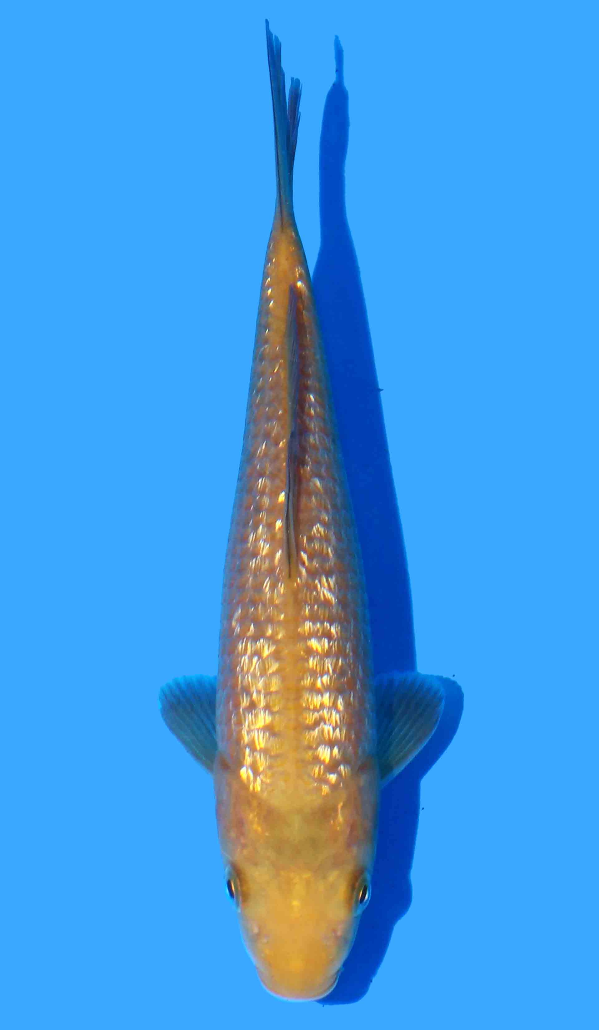 Gin Rin Chagoi from Yellow Monkey Line (Dainichi)