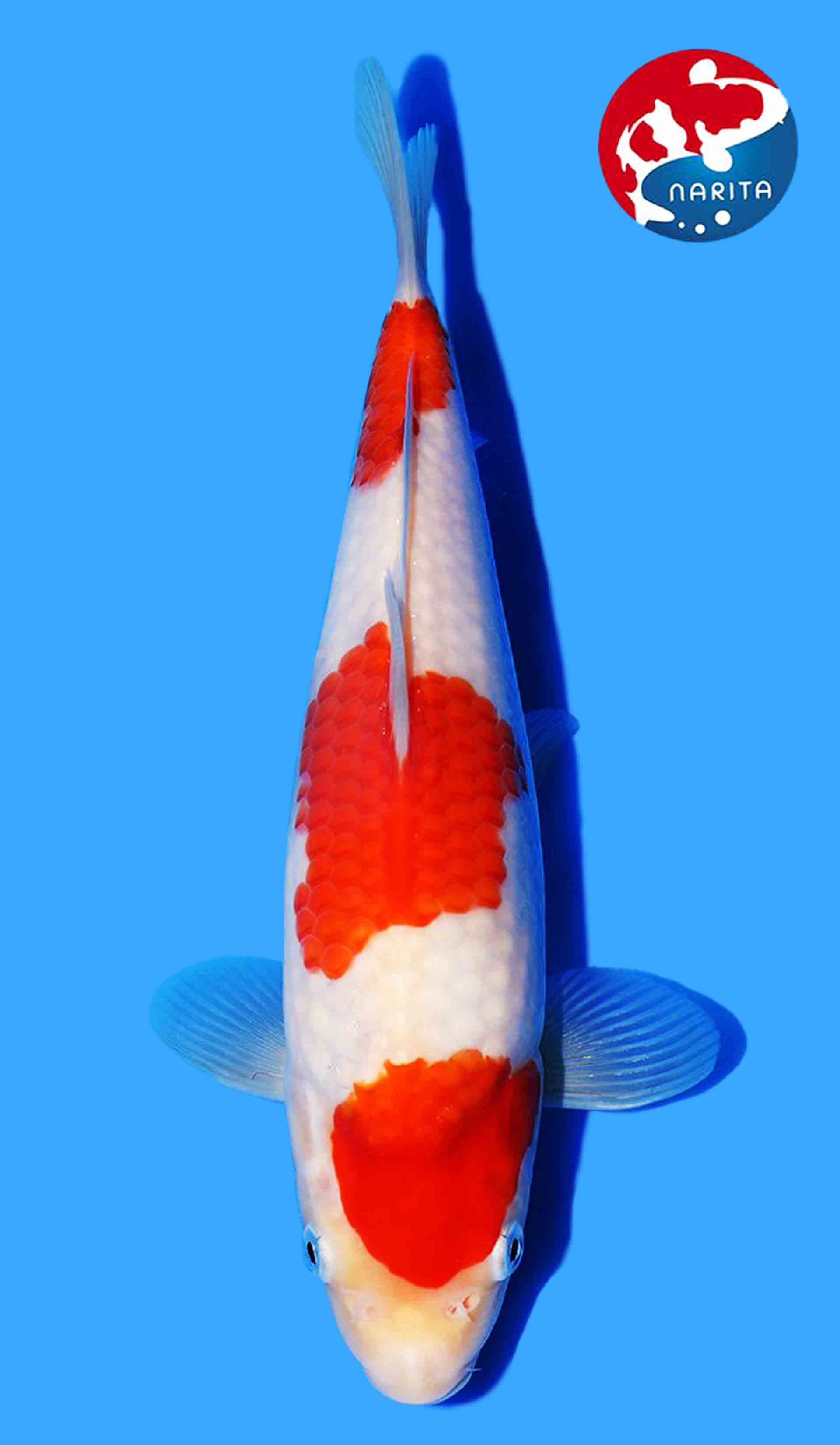 Kohaku from Maruhide