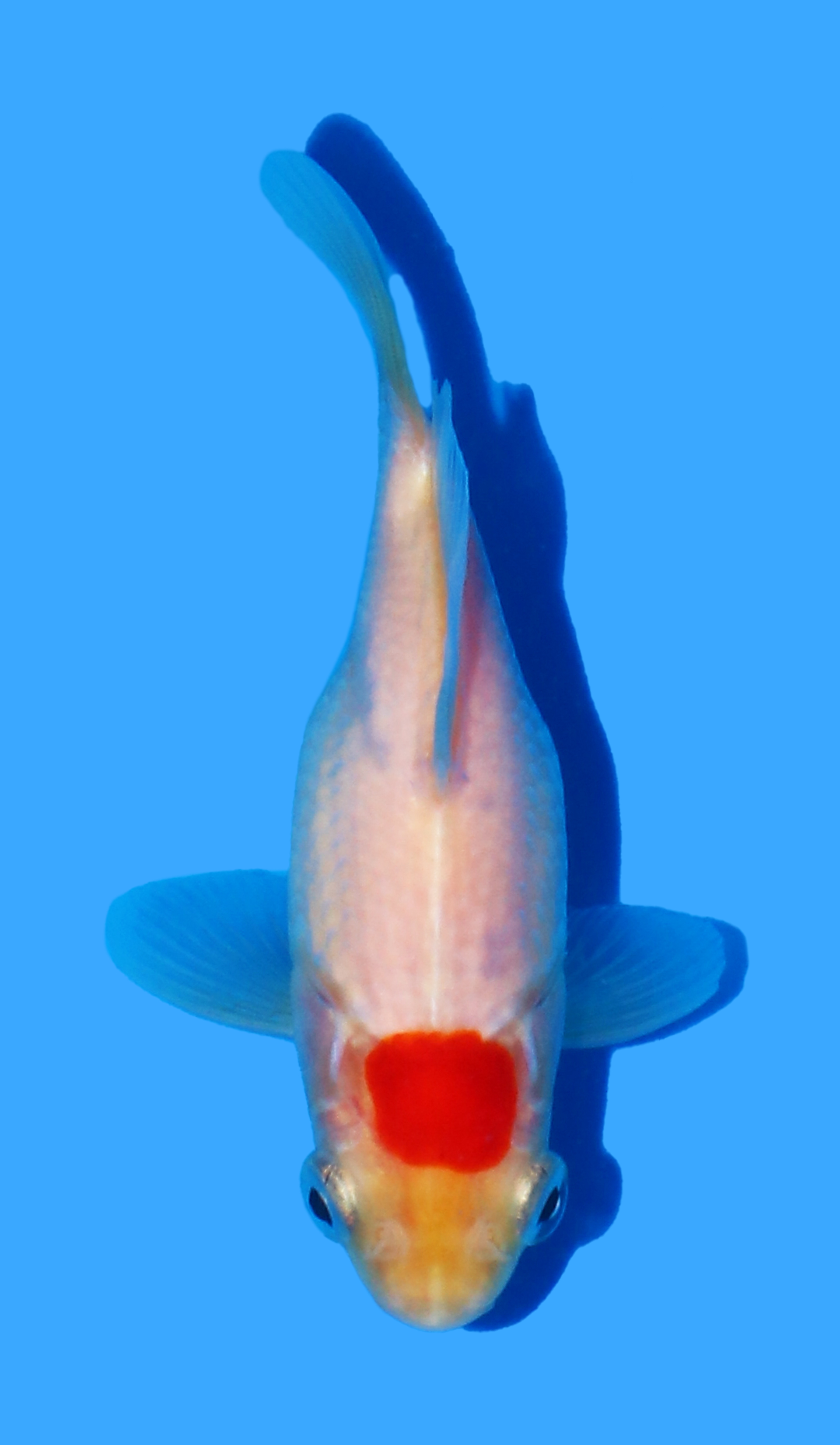 Photo of a koi fish