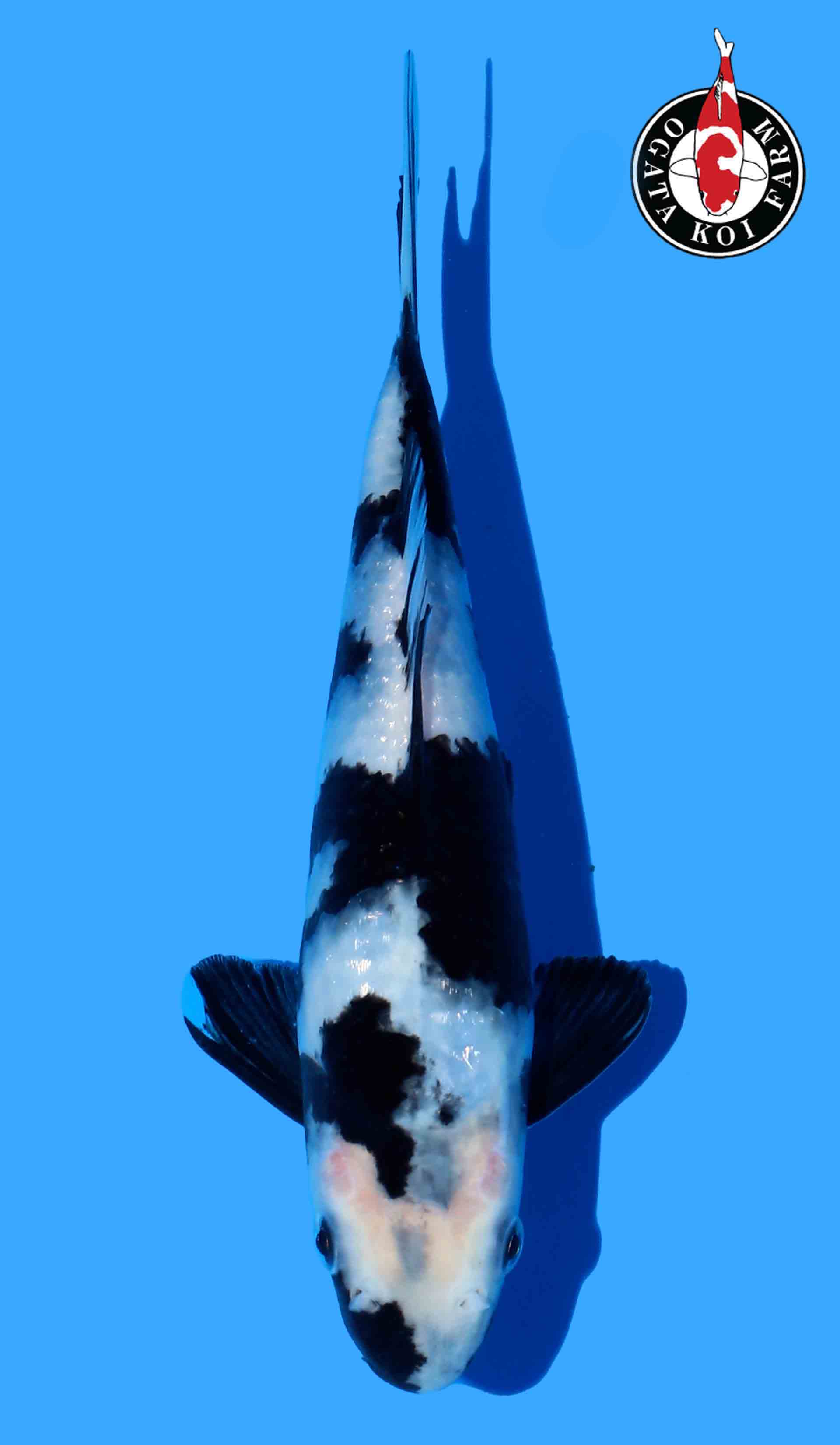 Shiro Utsuri Inc growing until Sept