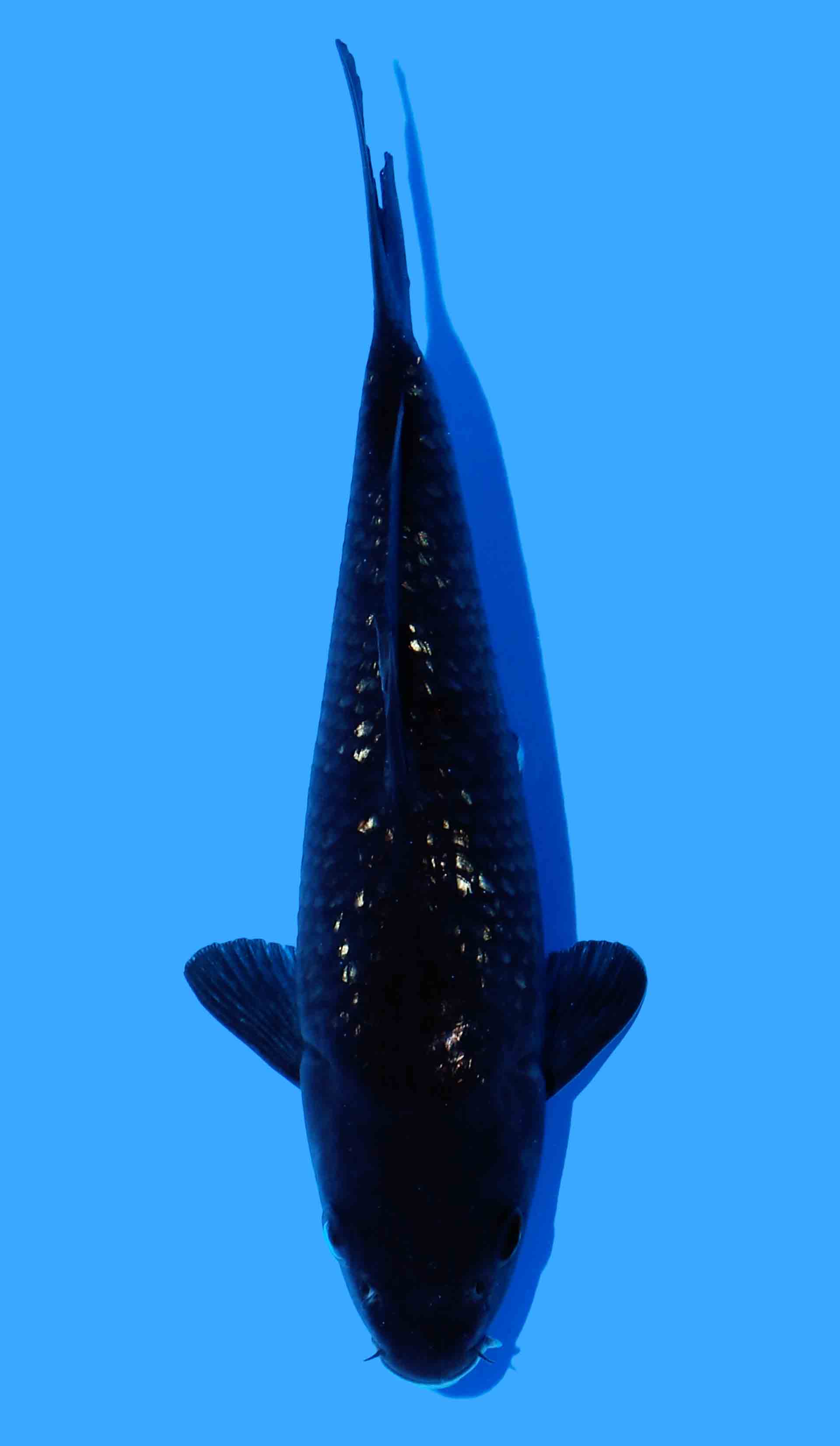 Kawarigoi from Black Diamond