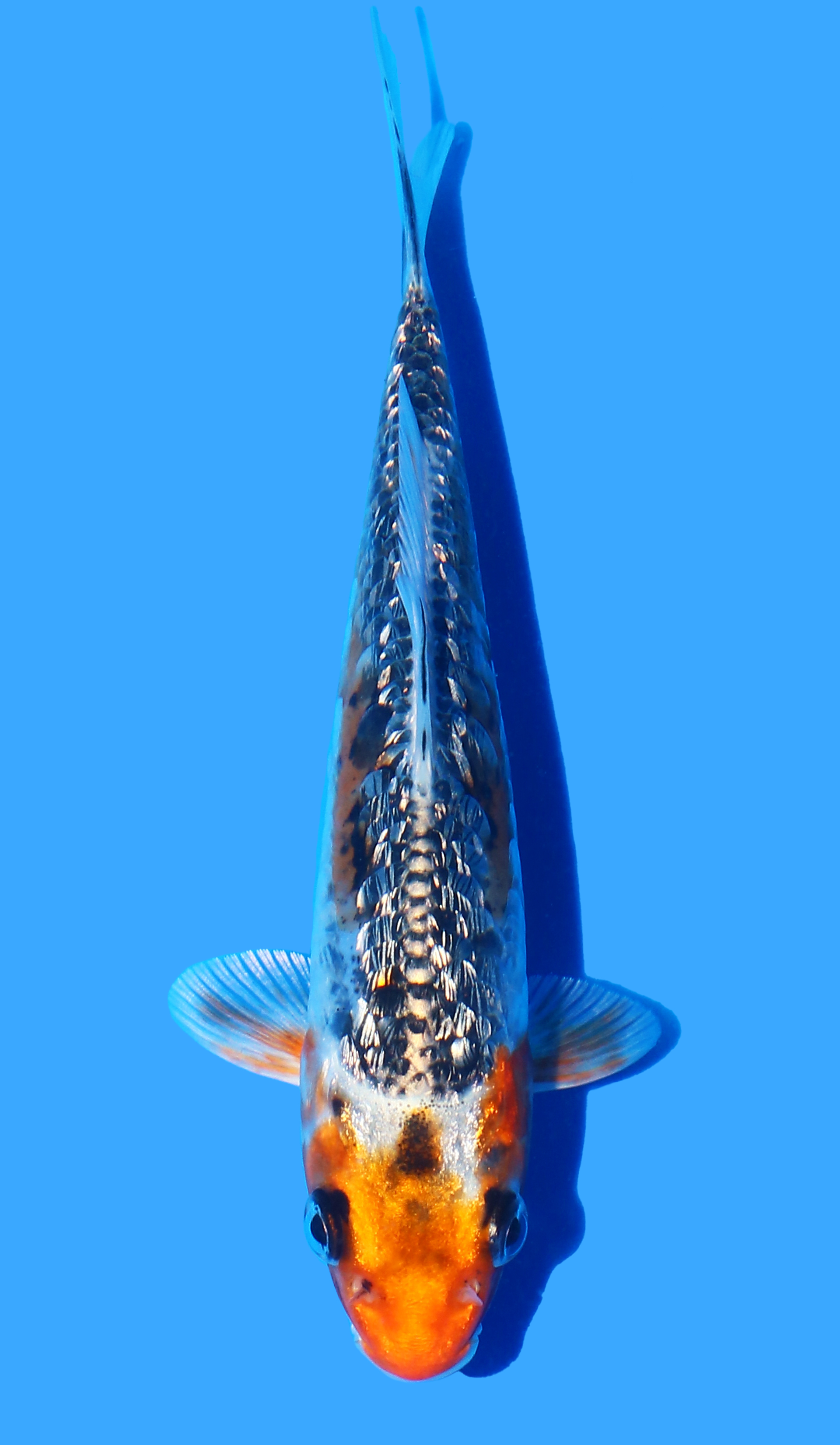 Photo of a koi fish