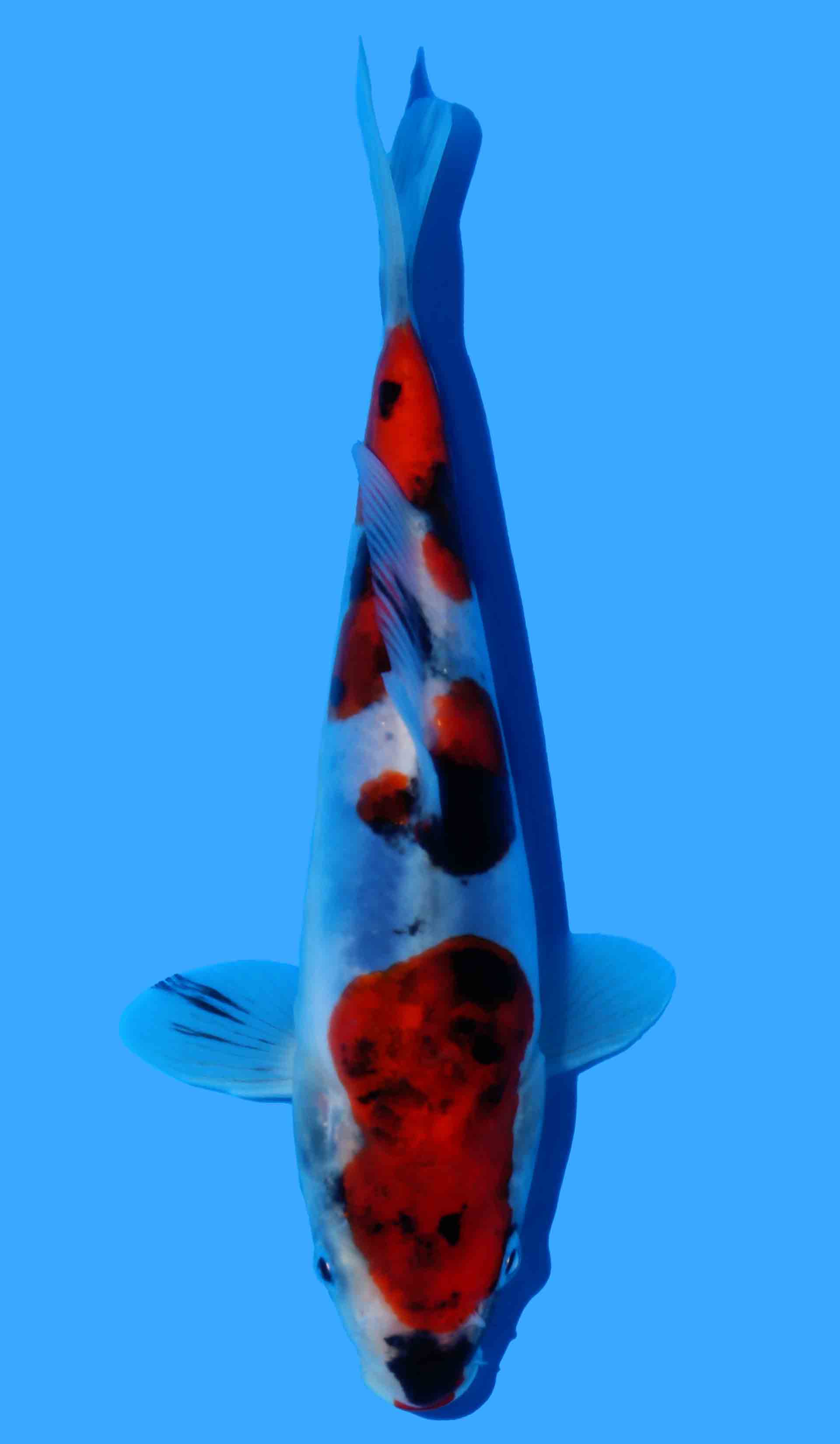 Doitsu Showa from Hiroi