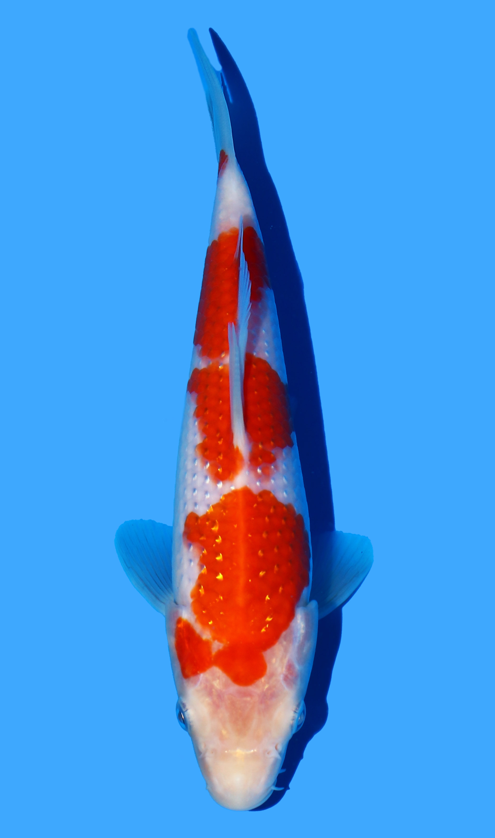 Pearl Gin Rin Kohaku from Koda