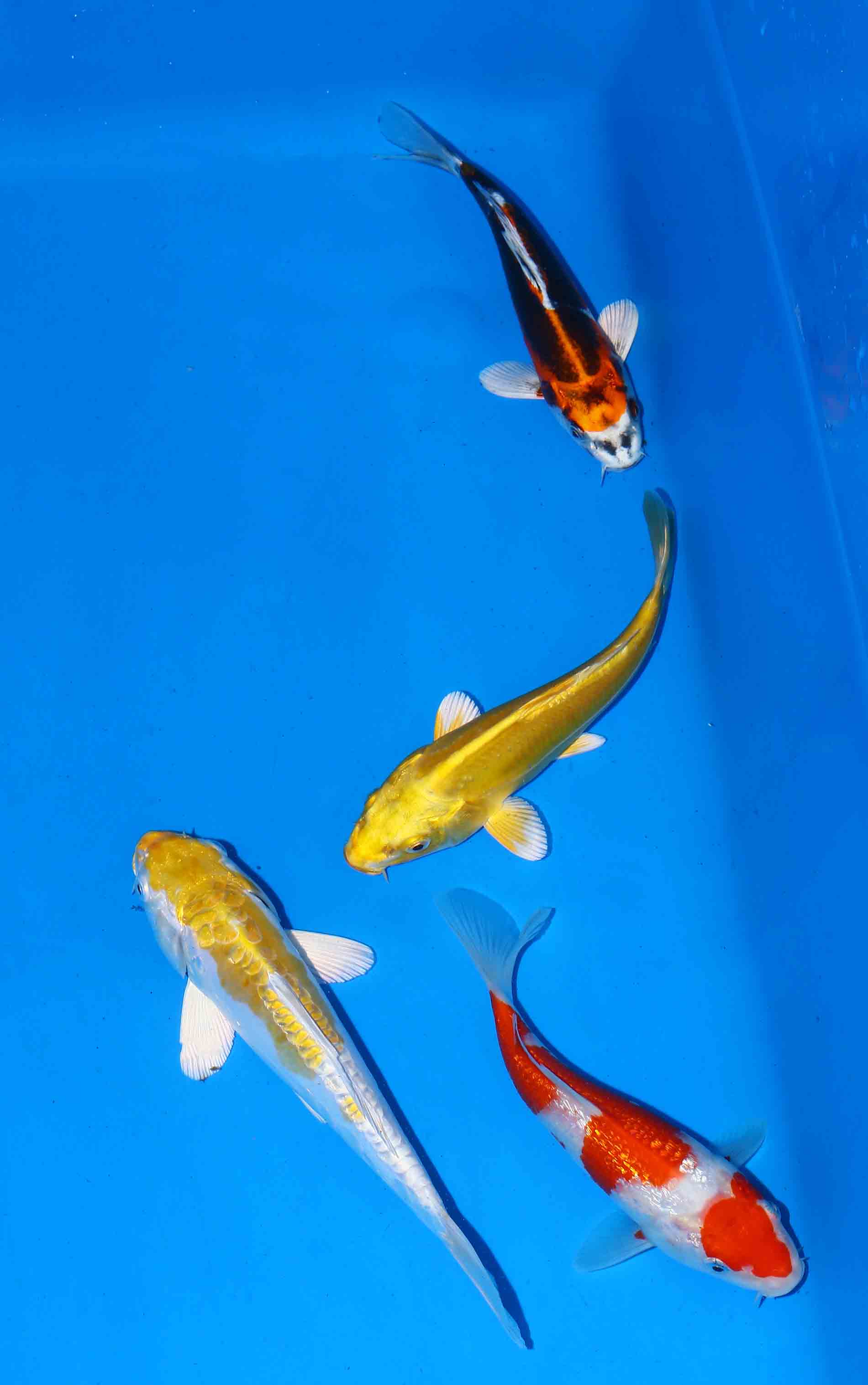 Beni Kiko, Doitsu Hariwake, Gin Rin Kohaku & Doitsu Yamabuki from Koda