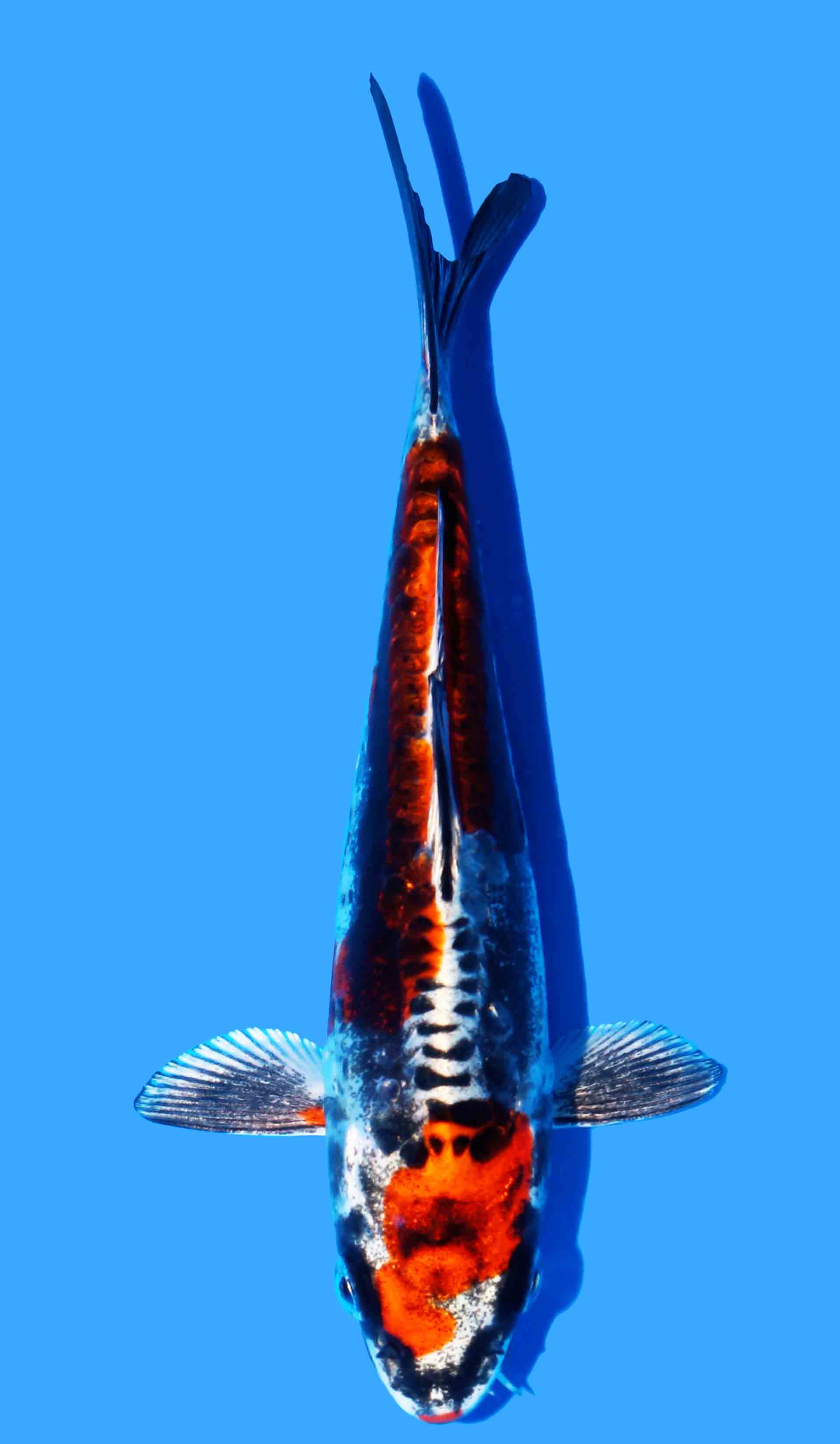 Photo of a koi fish