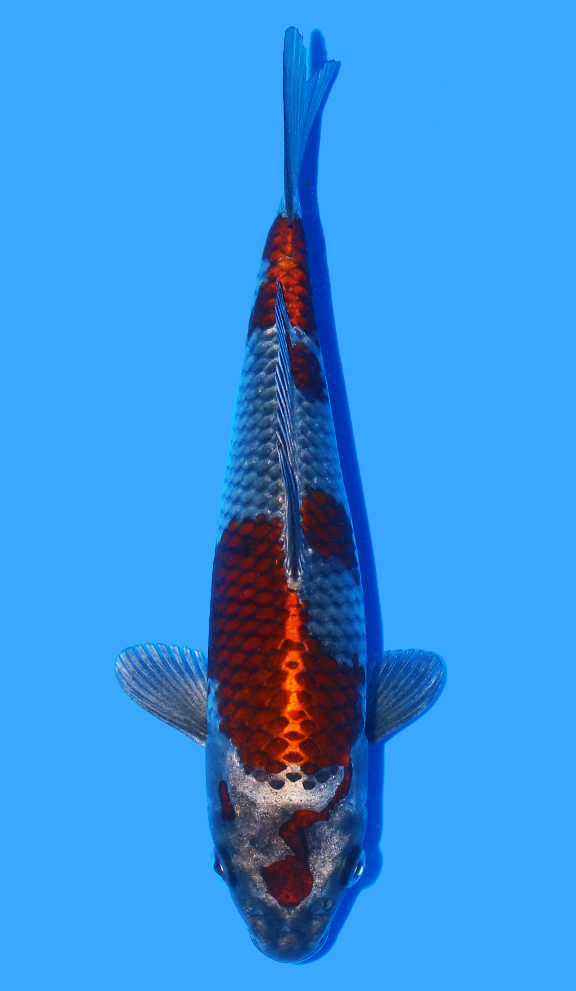 Kogane Ochiba