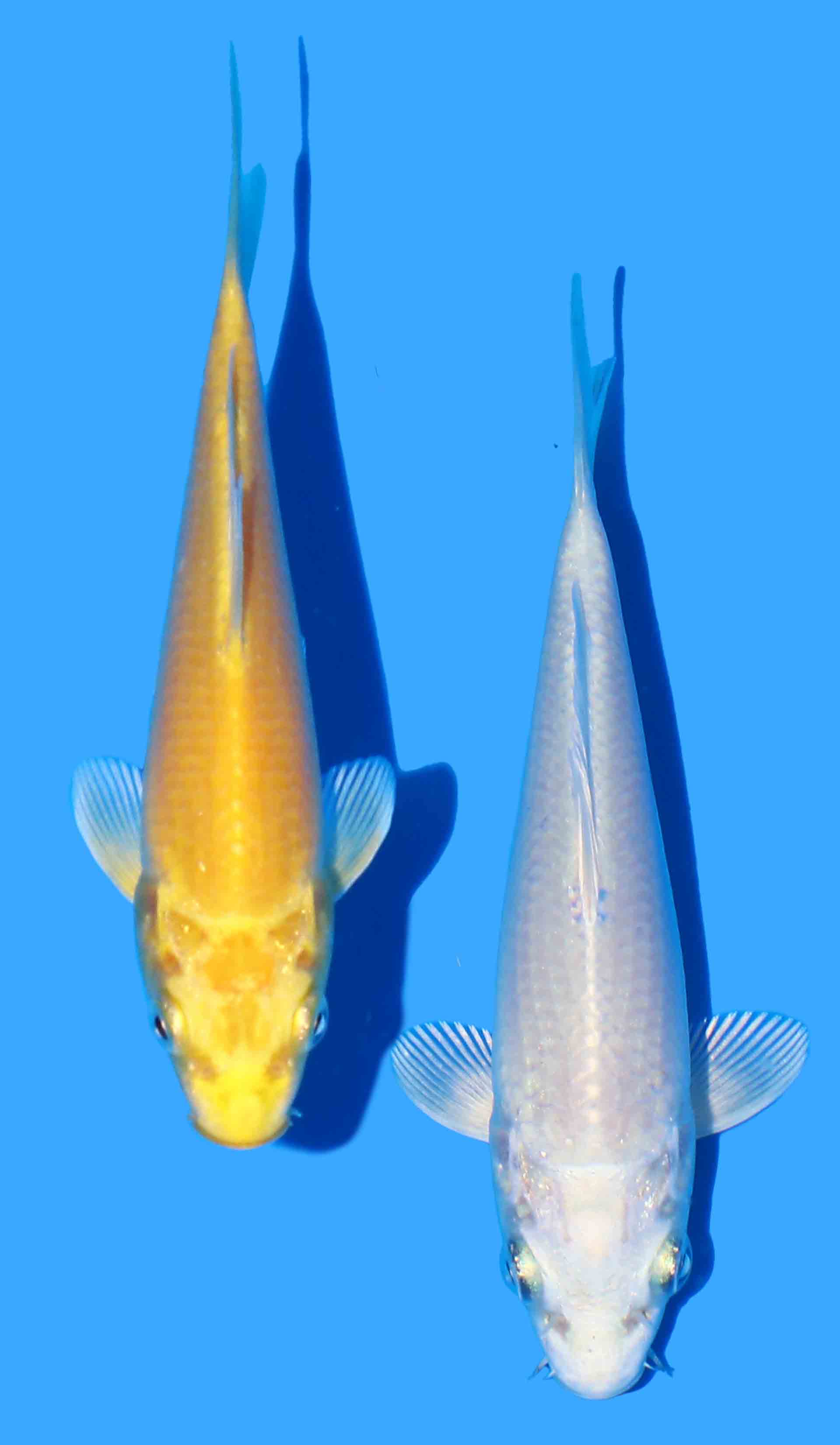 Platina and Yamabuki Ogon 15-16.5cm