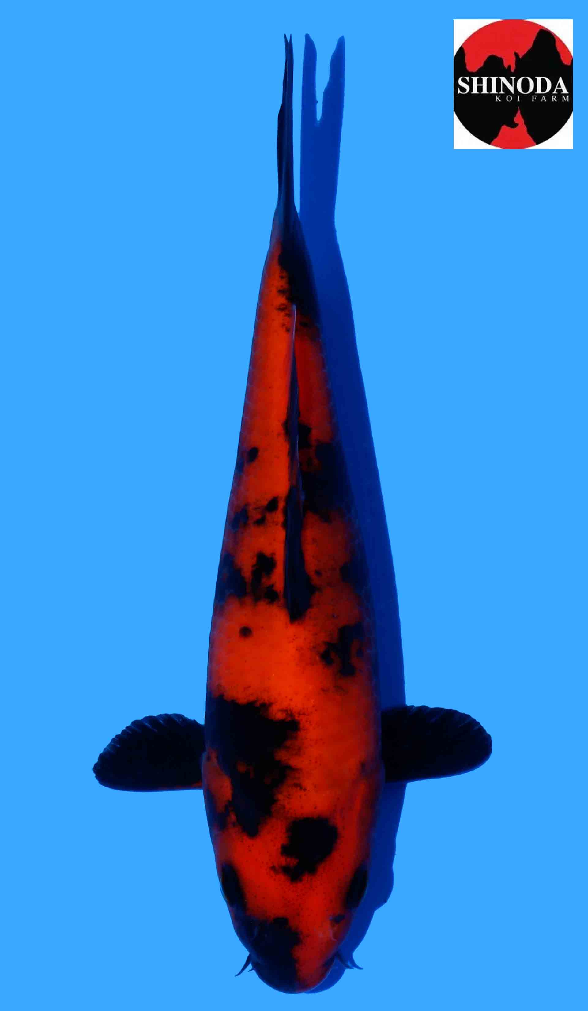 Hi Utsuri from Shinoda