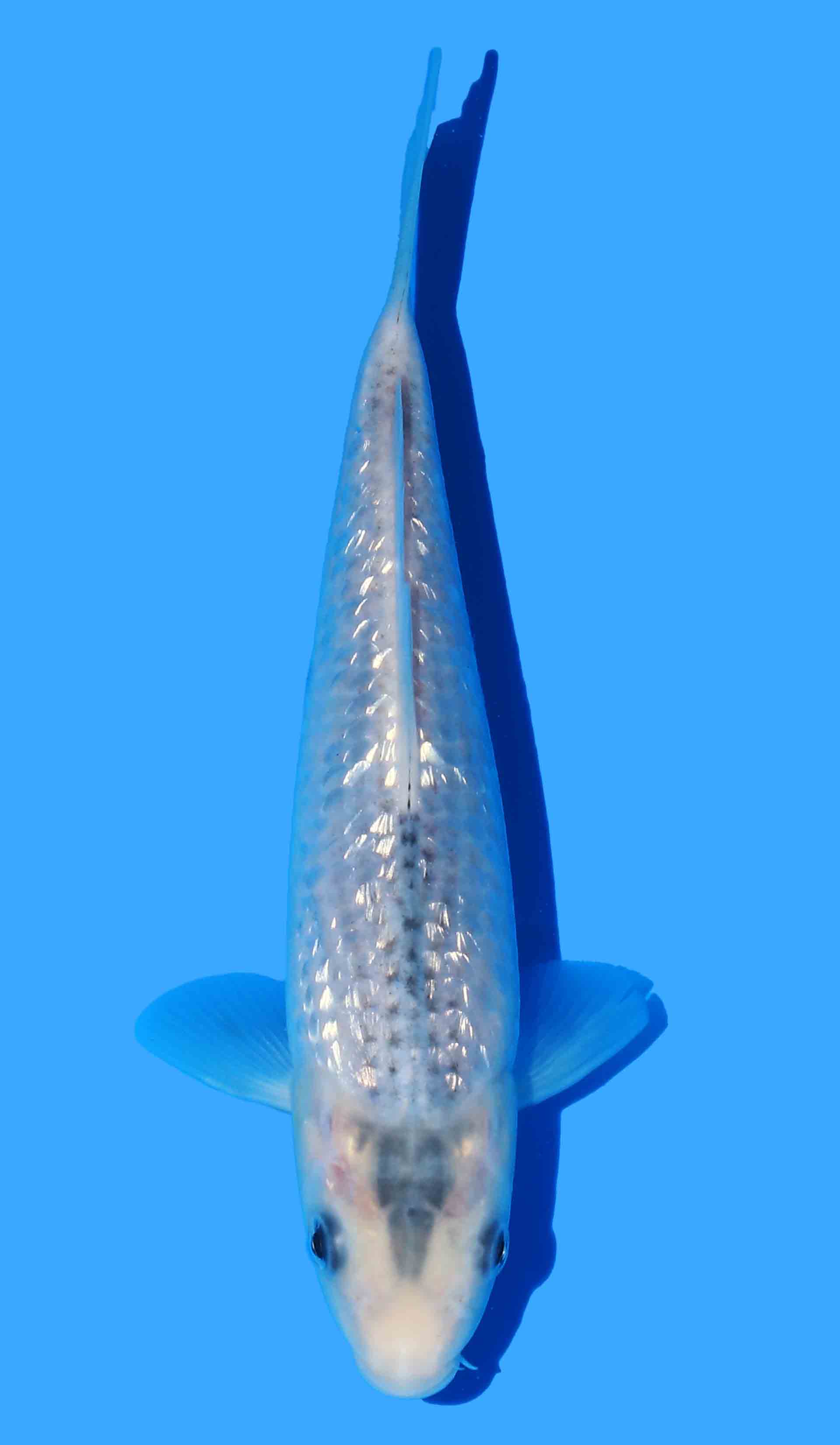 Gin Rin Ki Asagi from Golden Corn