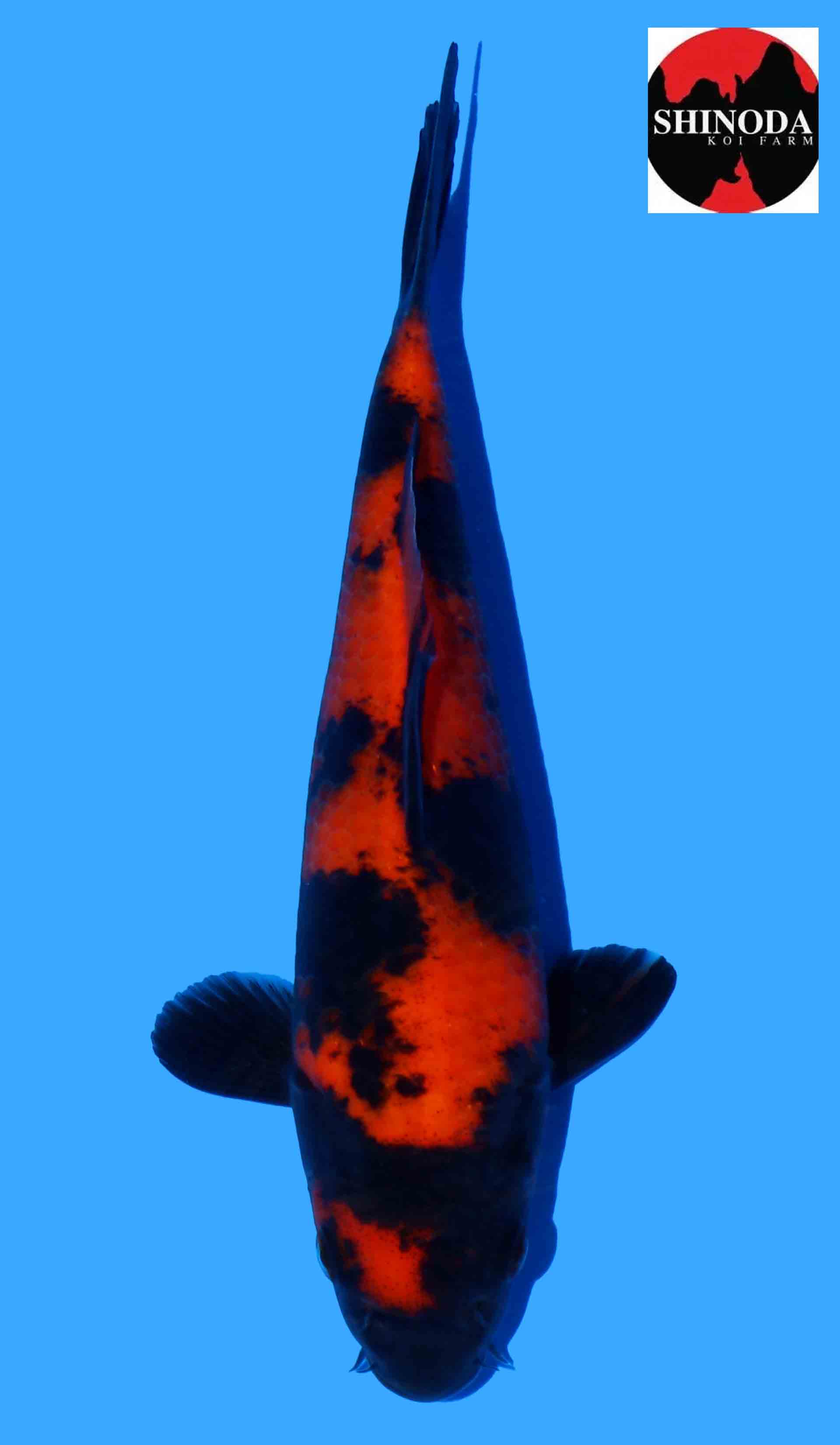 Hi Utsuri from Shinoda