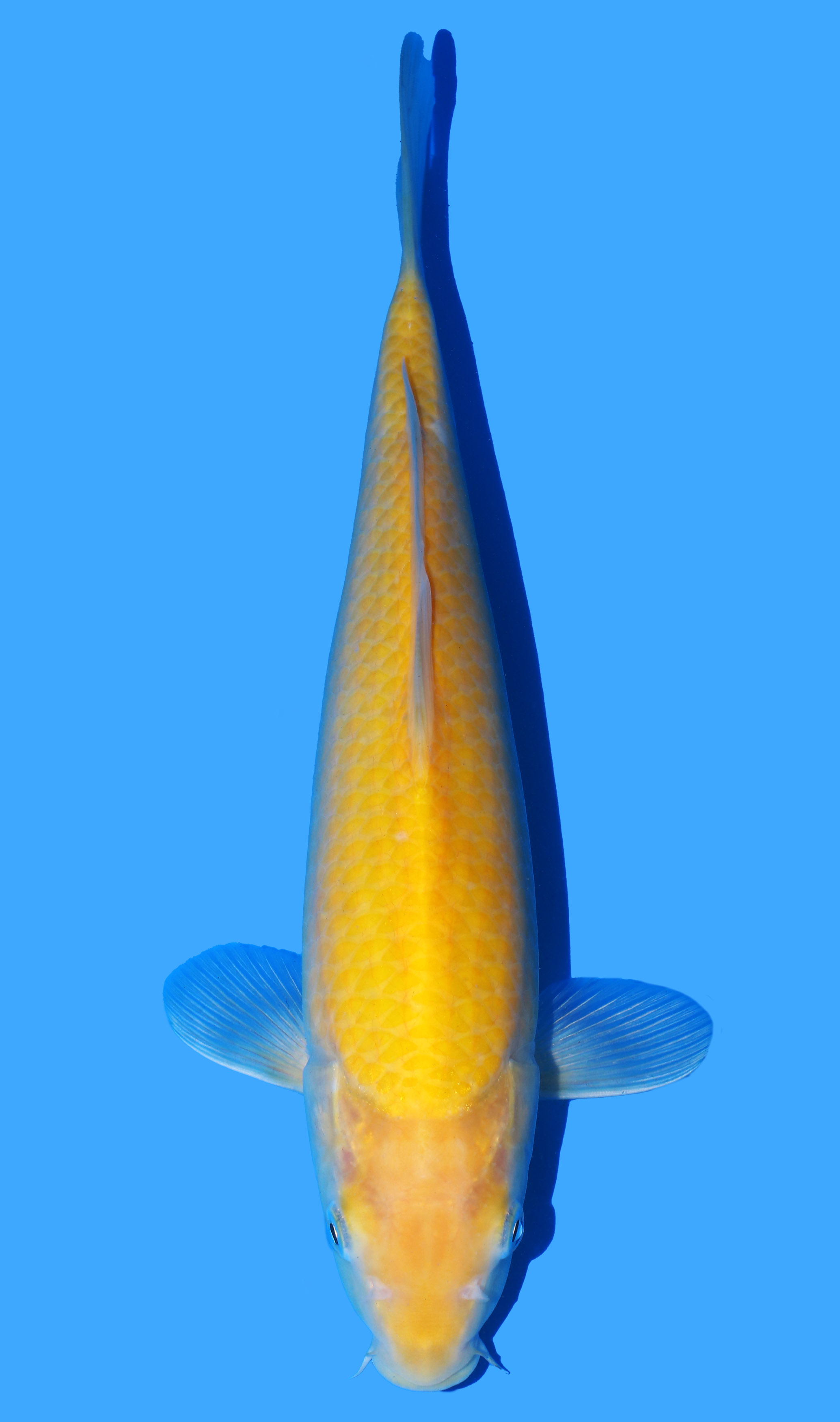 Karashigoi from Yagenji