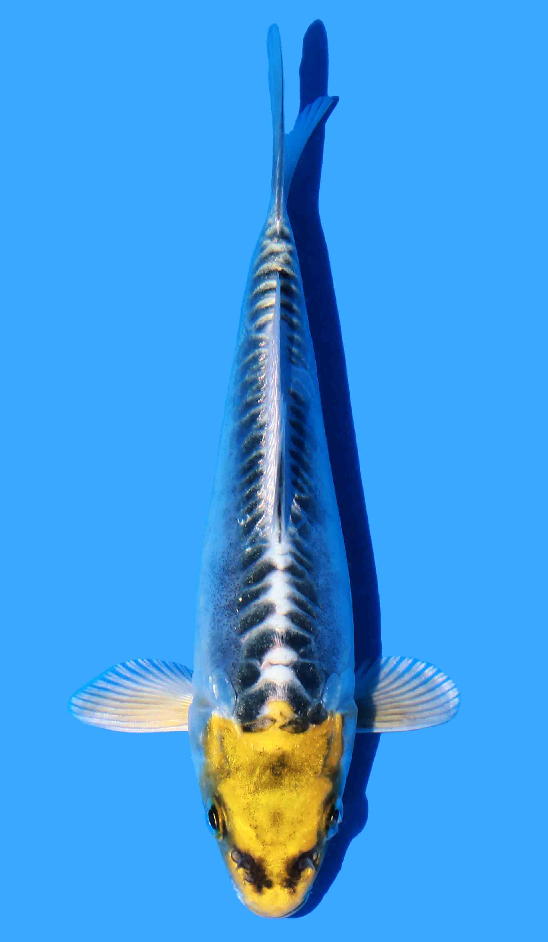 Ki Kikokuryu aka Yellow Dragon