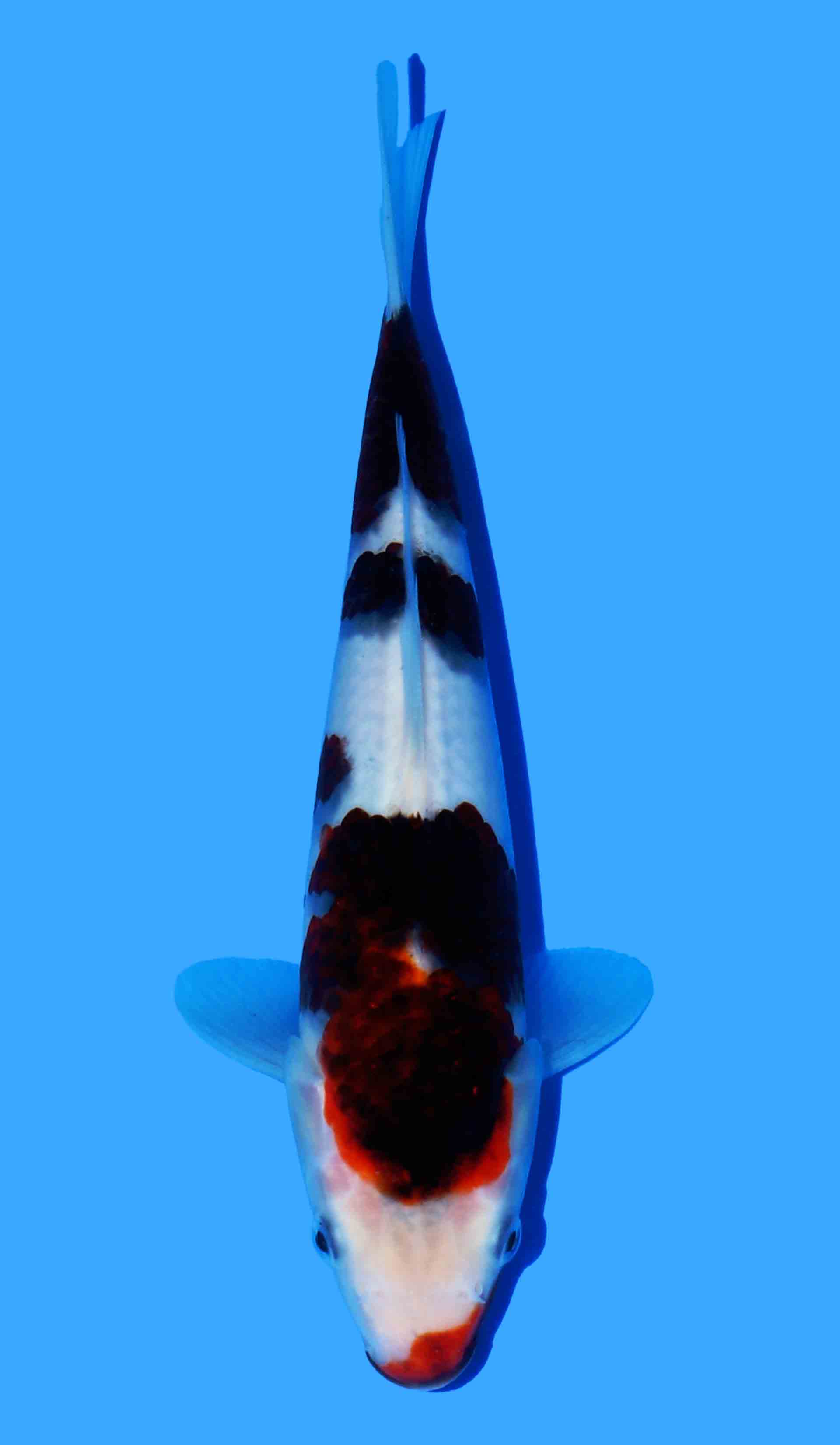 Budo Goromo from Black Budo Line