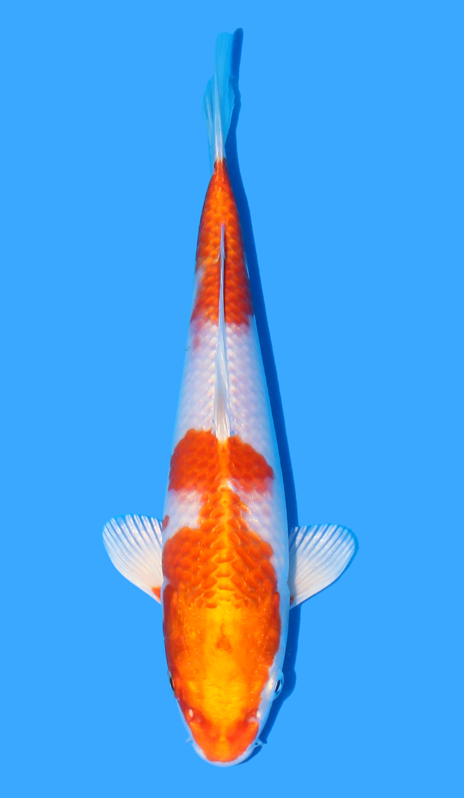 Photo of a koi fish
