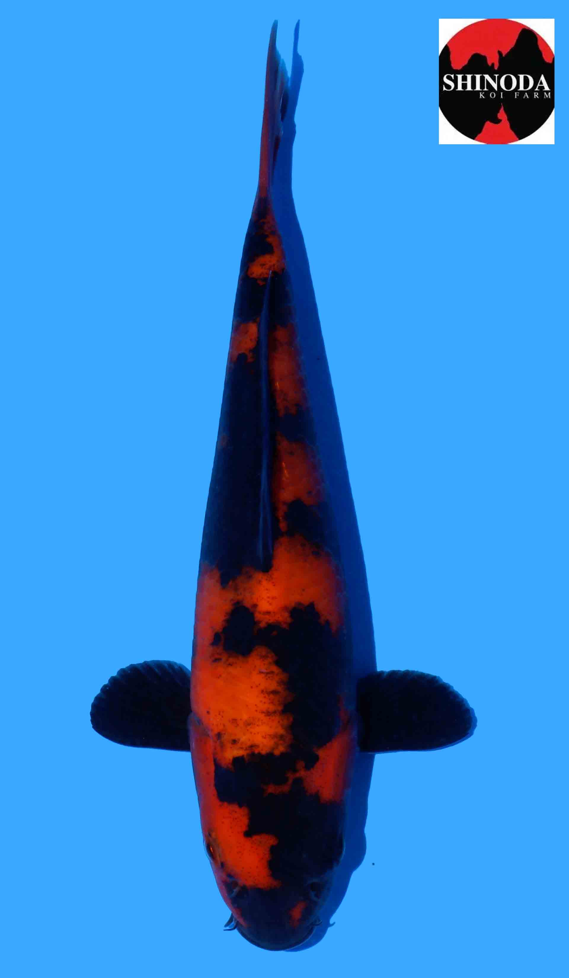 Hi Utsuri from Shinoda