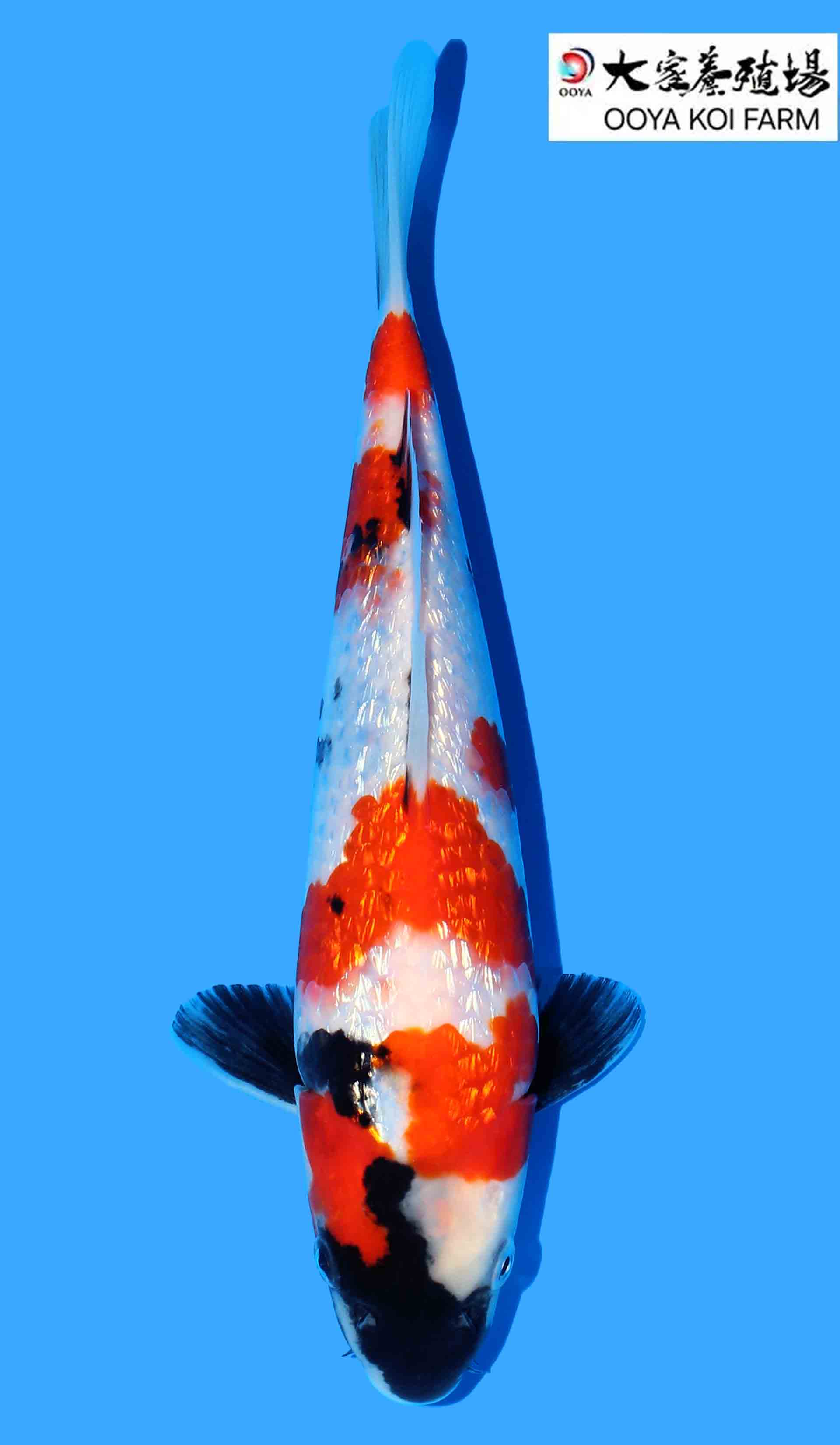 Gin Rin Kindai Showa