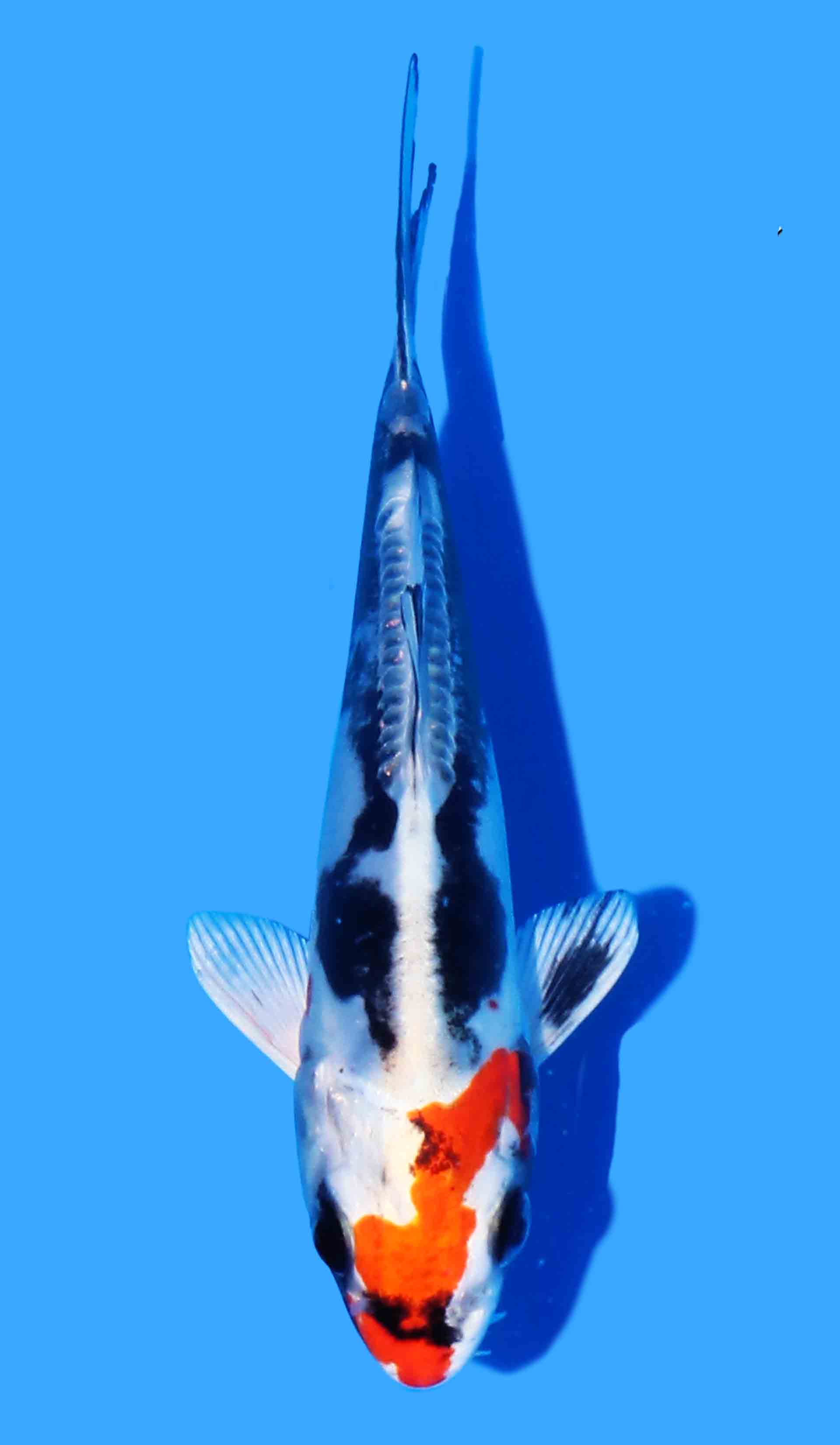 Beni Kikokuryu