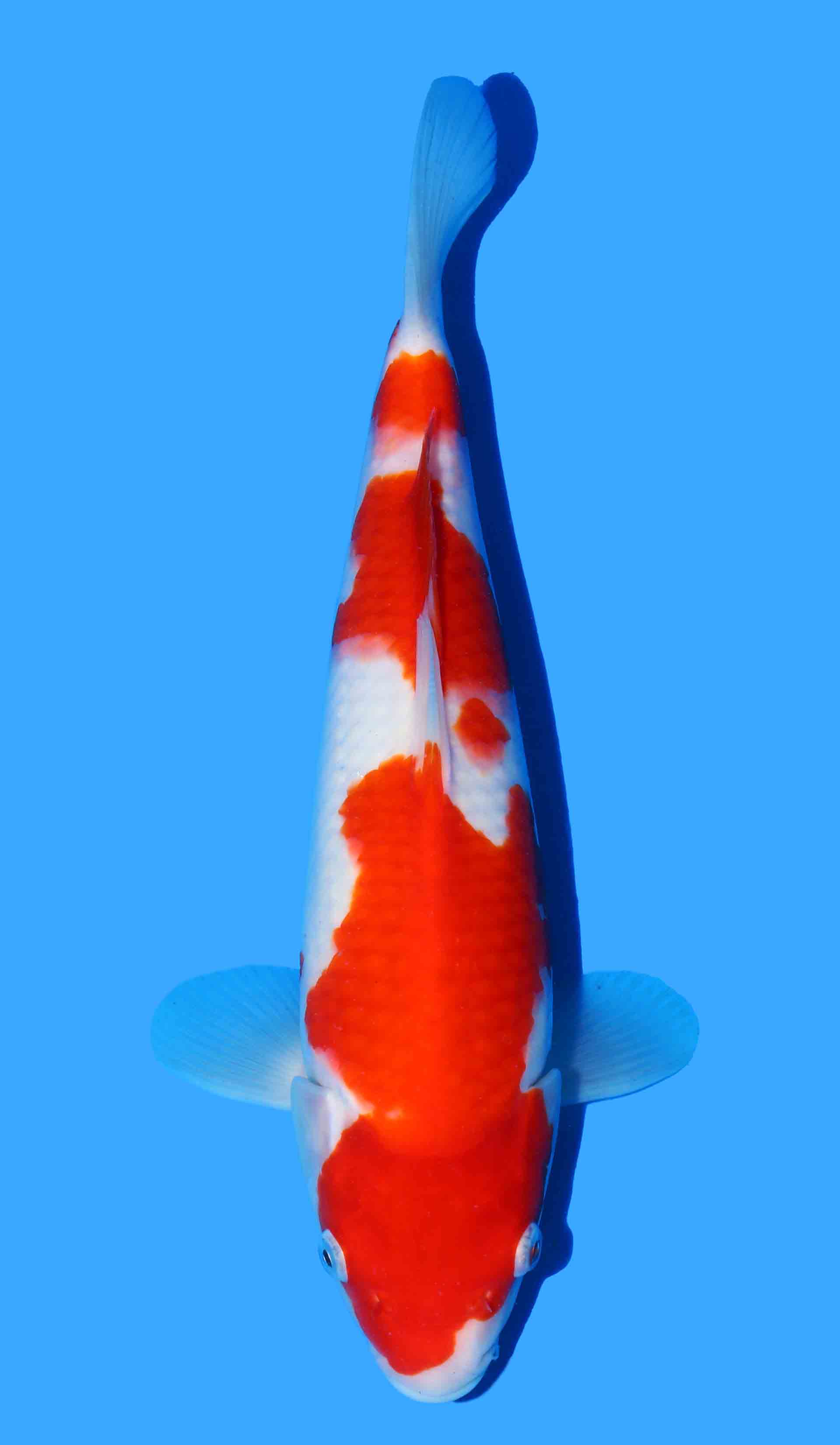 Kohaku from Maruyama