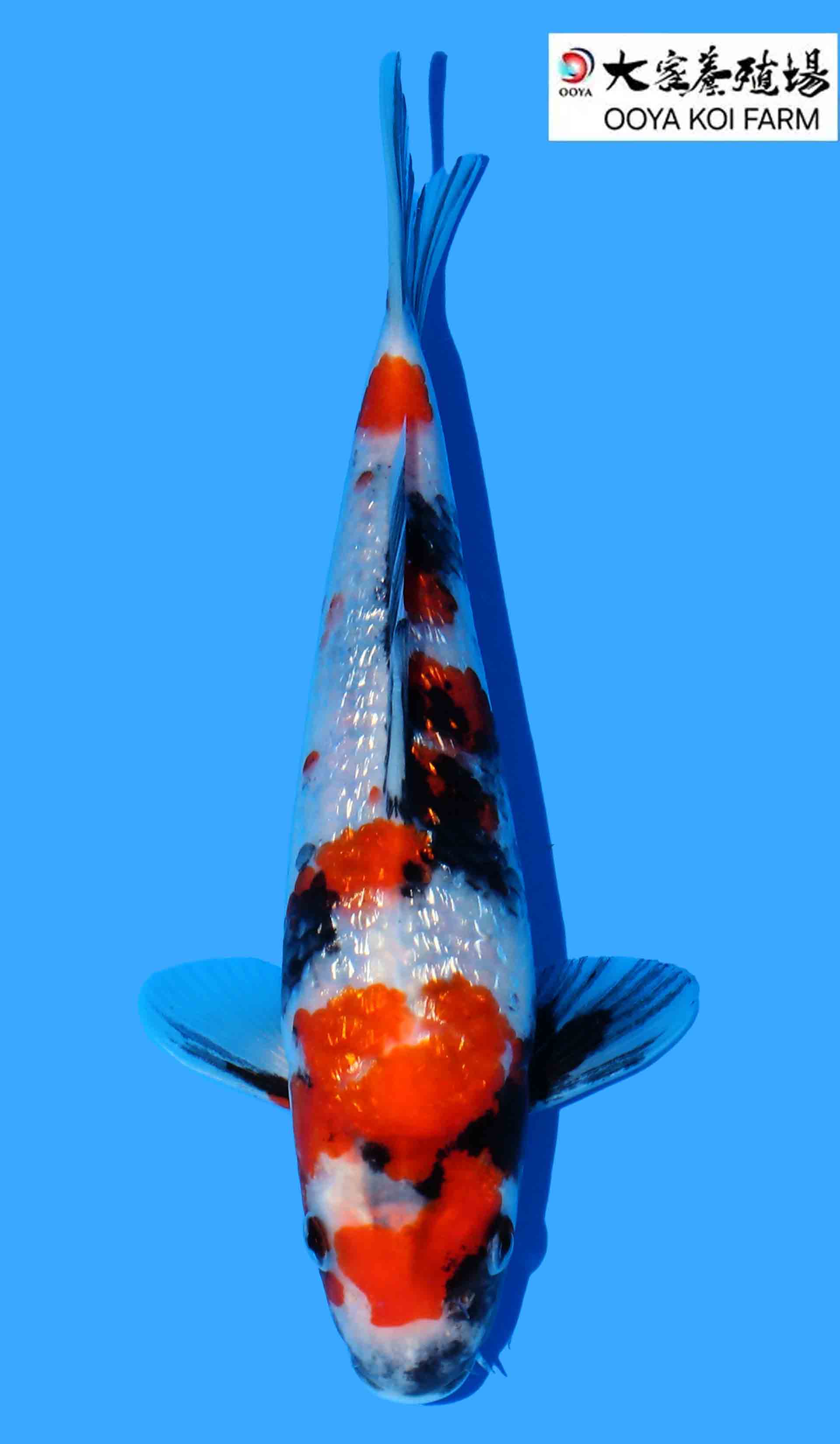 Gin Rin Kindai Showa