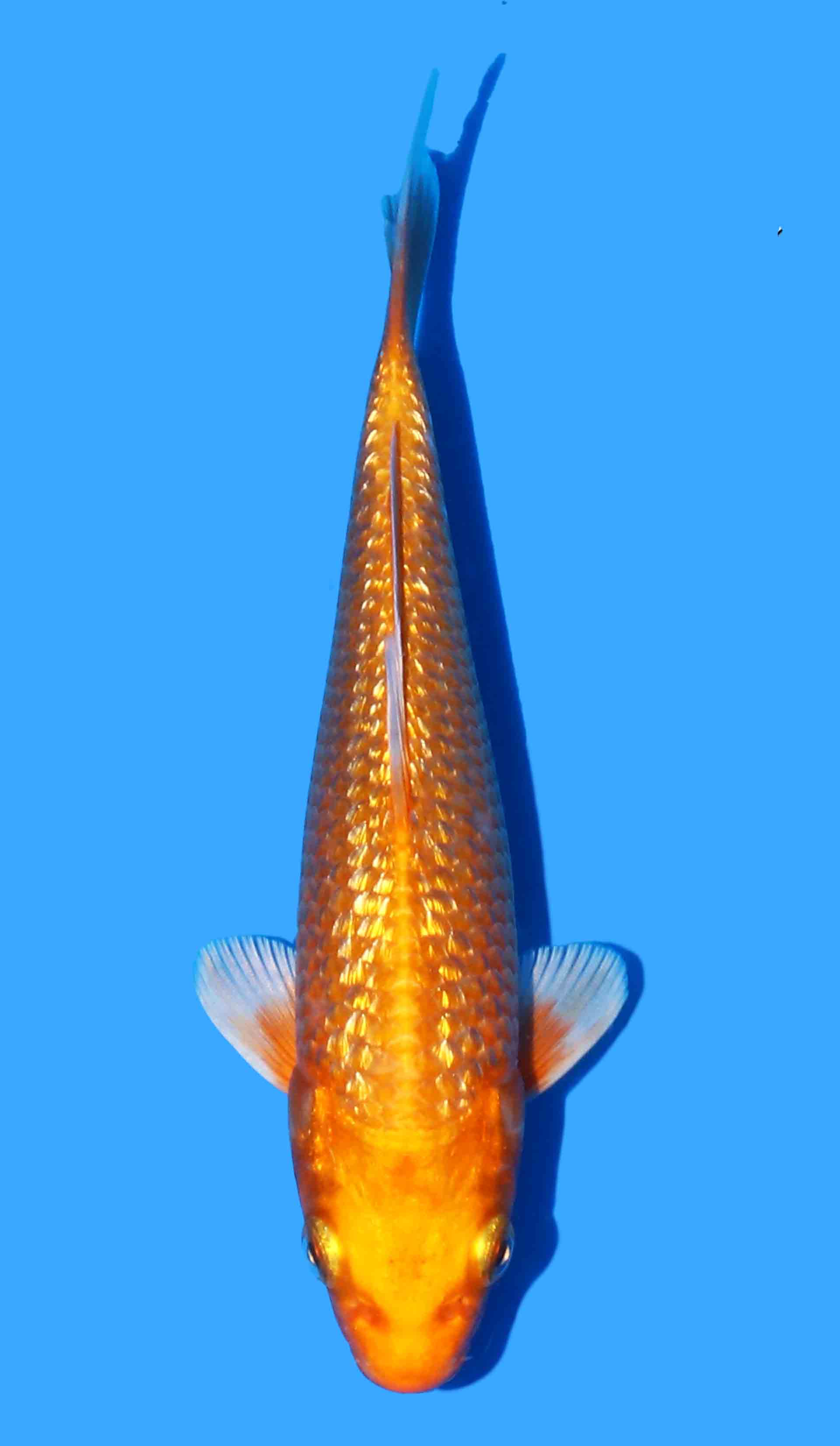Gin Rin Orenji Ogon from Yamasan