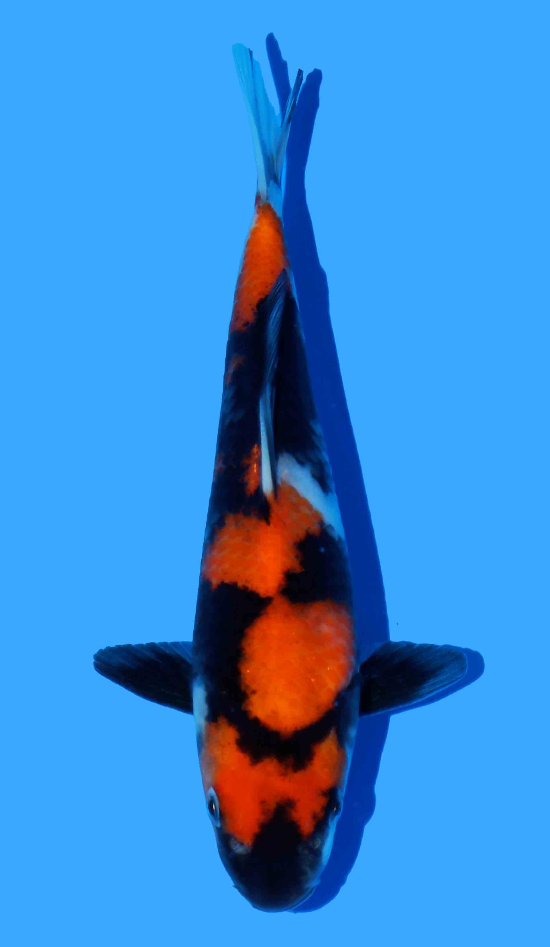 Showa (Dainichi Super Monster Line)