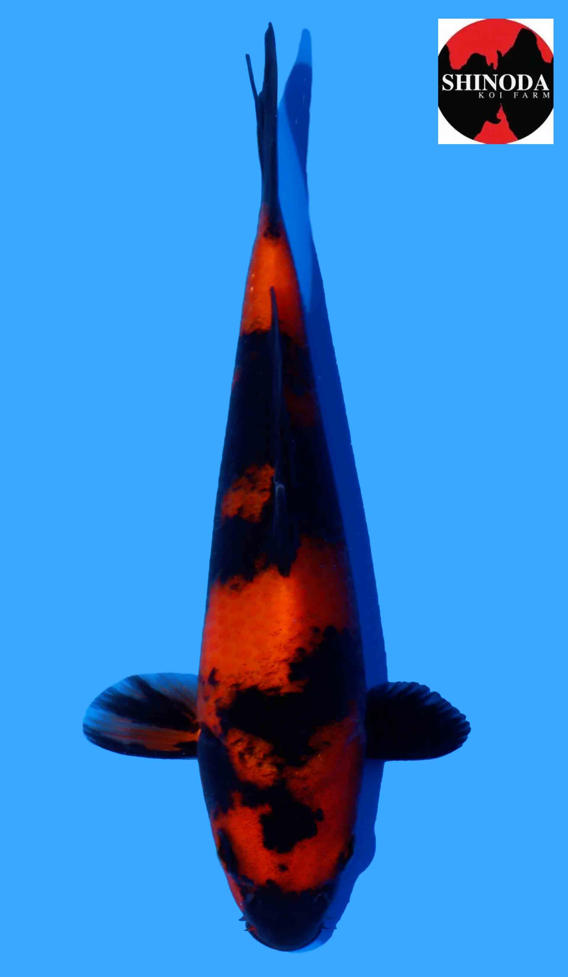 Hi Utsuri from Shinoda