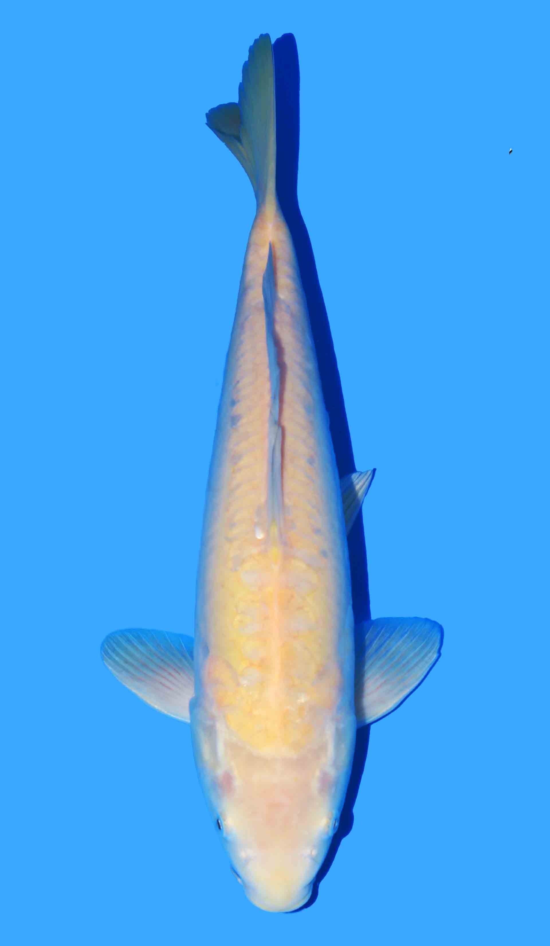 Doitsu Karashigoi from Yamasan