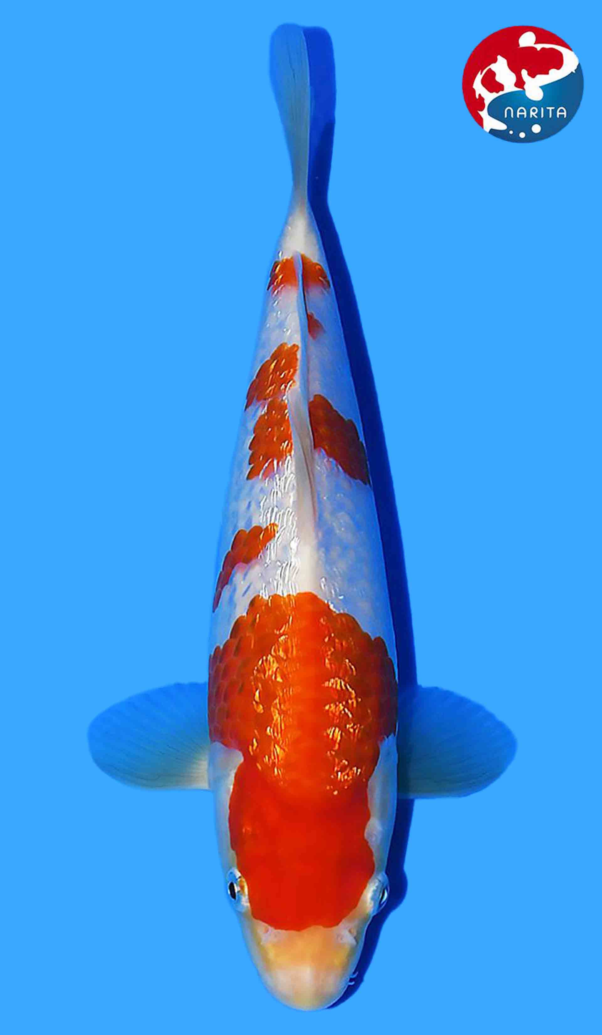 HQ Gin Rin Kohaku // Taniguchi // Inc Narita Cup Entry