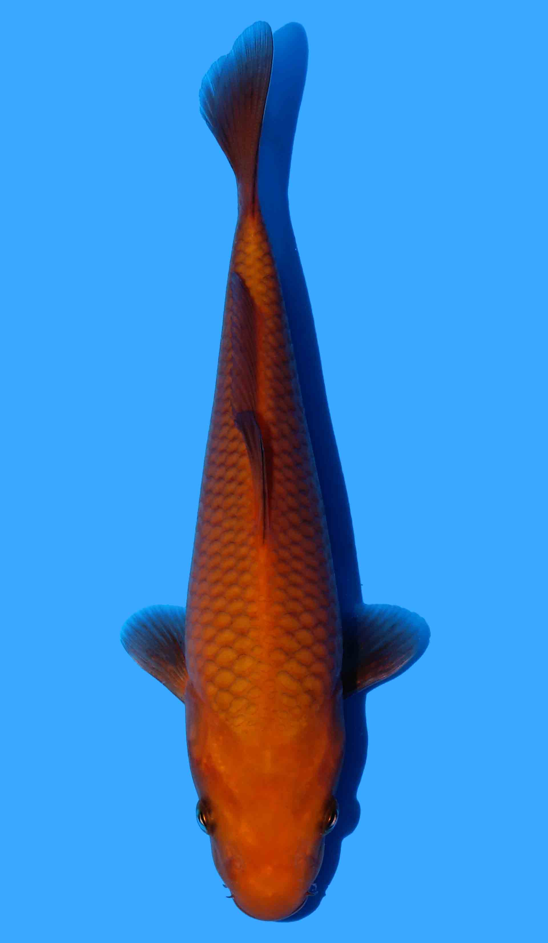 Chagoi from Sakai bloodline