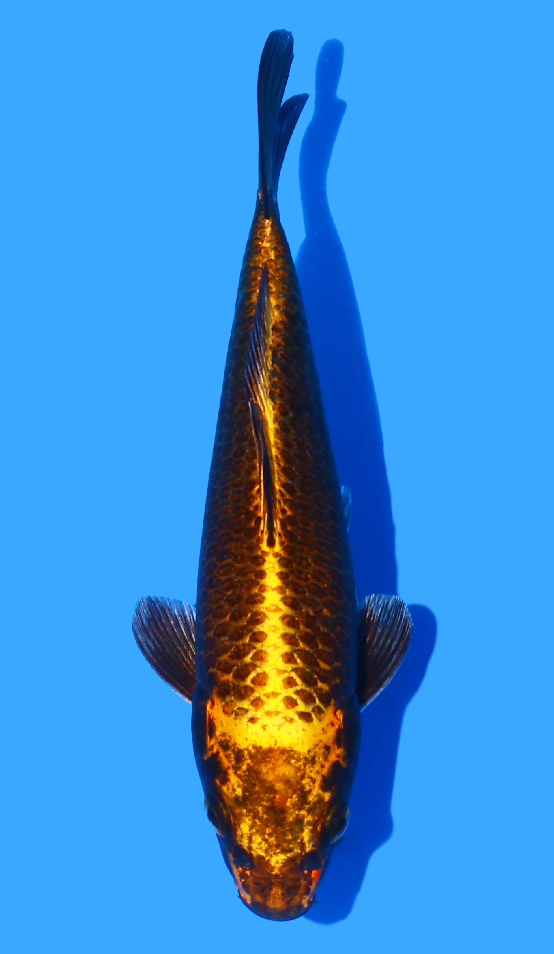 Photo of a koi fish