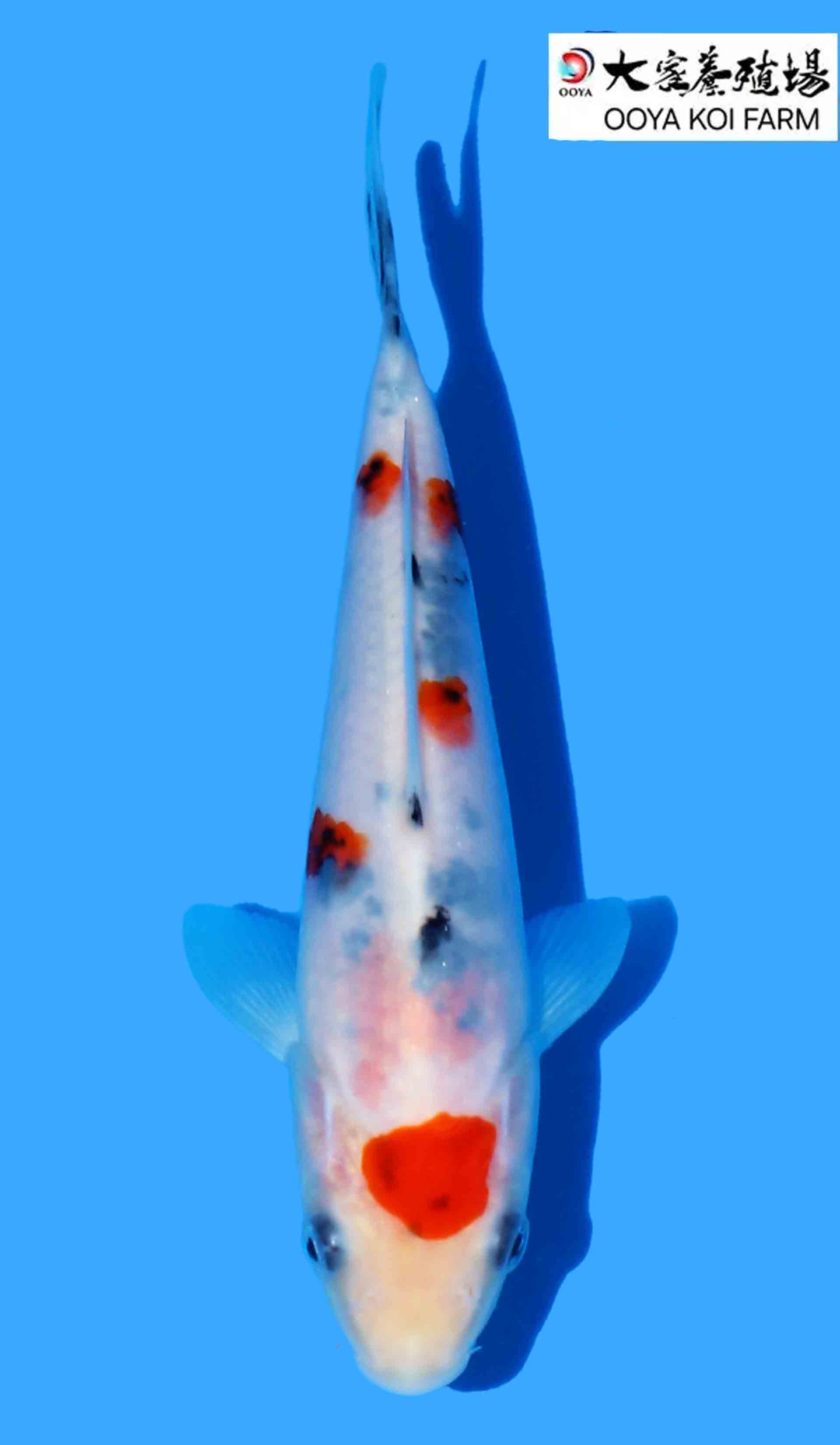 Japanese Koi - JPN Koi Co.