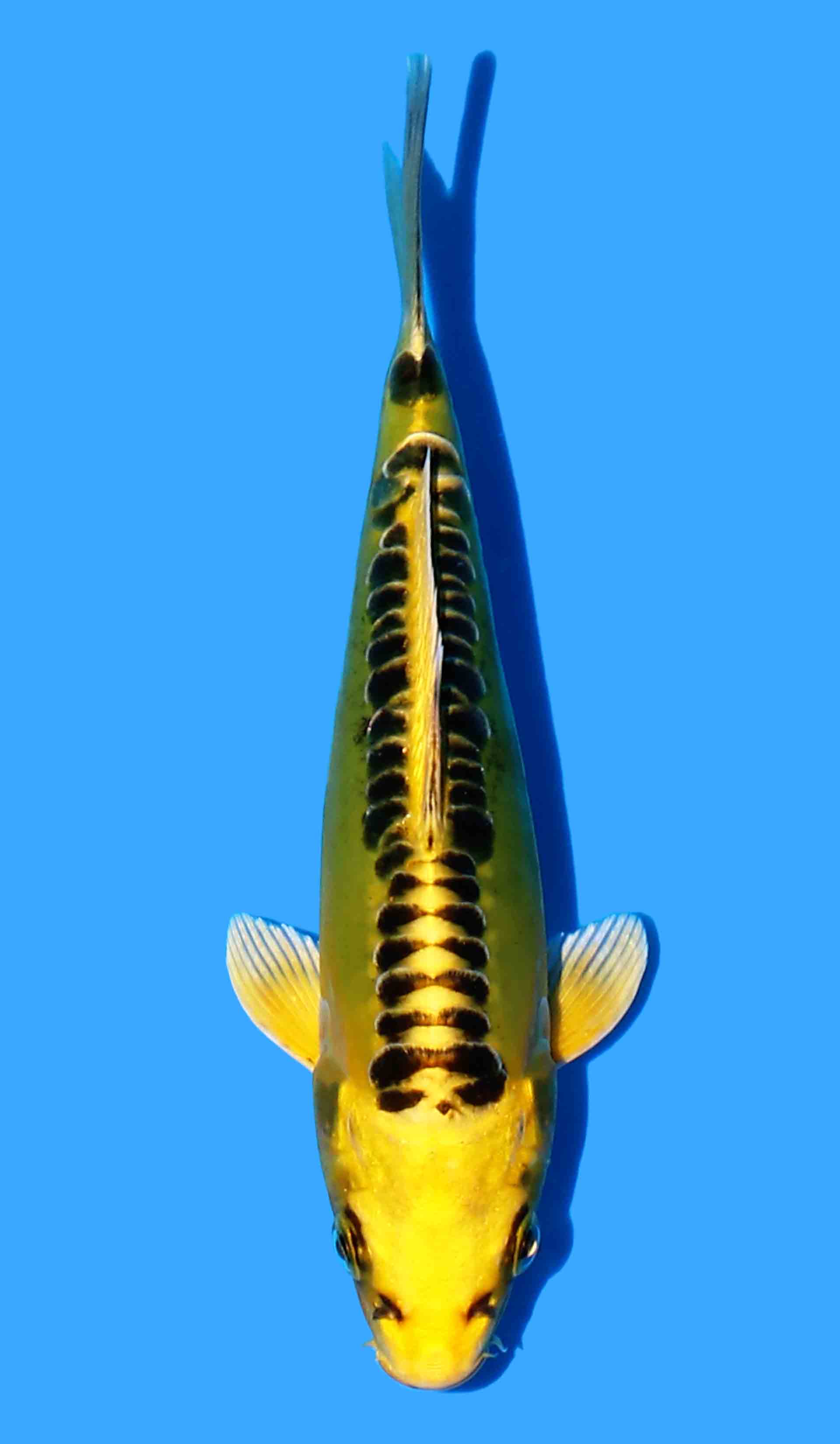 Japanese Koi - JPN Koi Co.