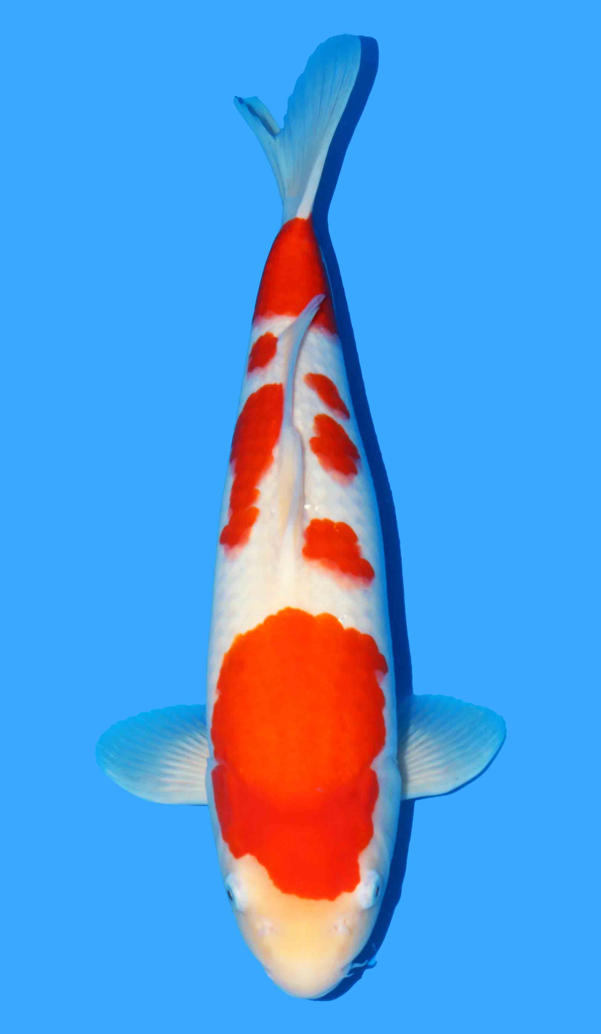 Photo of a koi fish