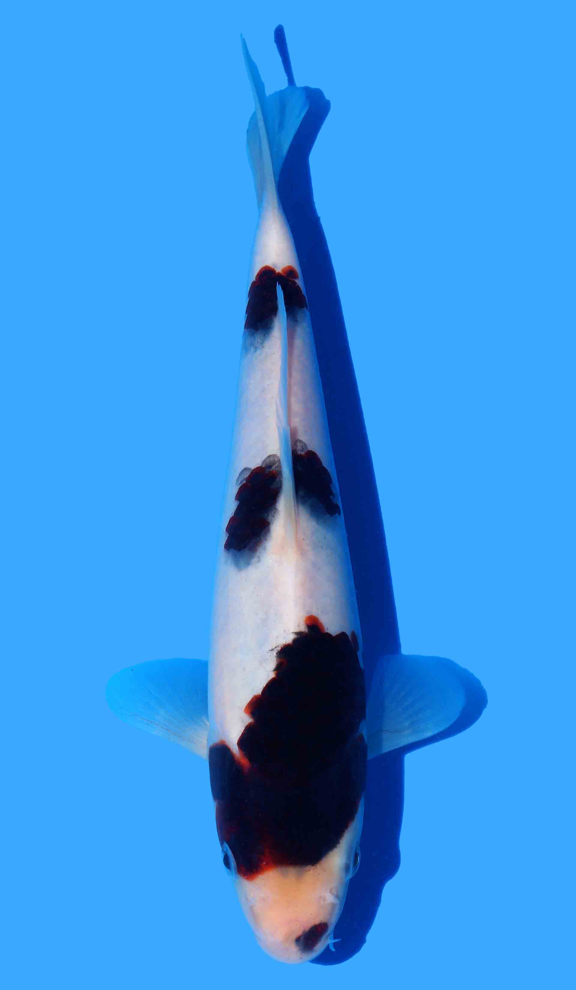 Budo Goromo from Black Budo