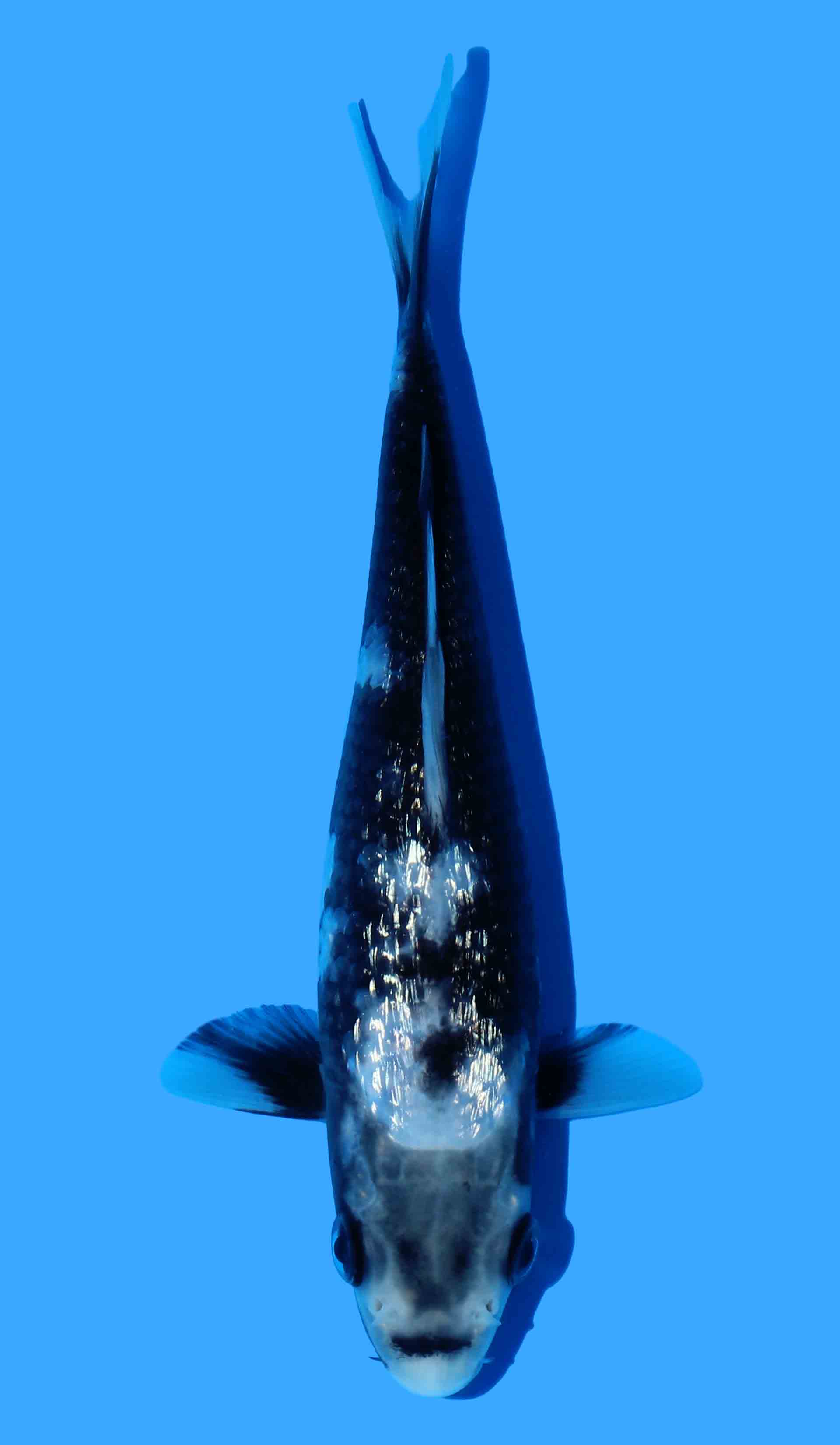 Gin Rin Matsukawabake