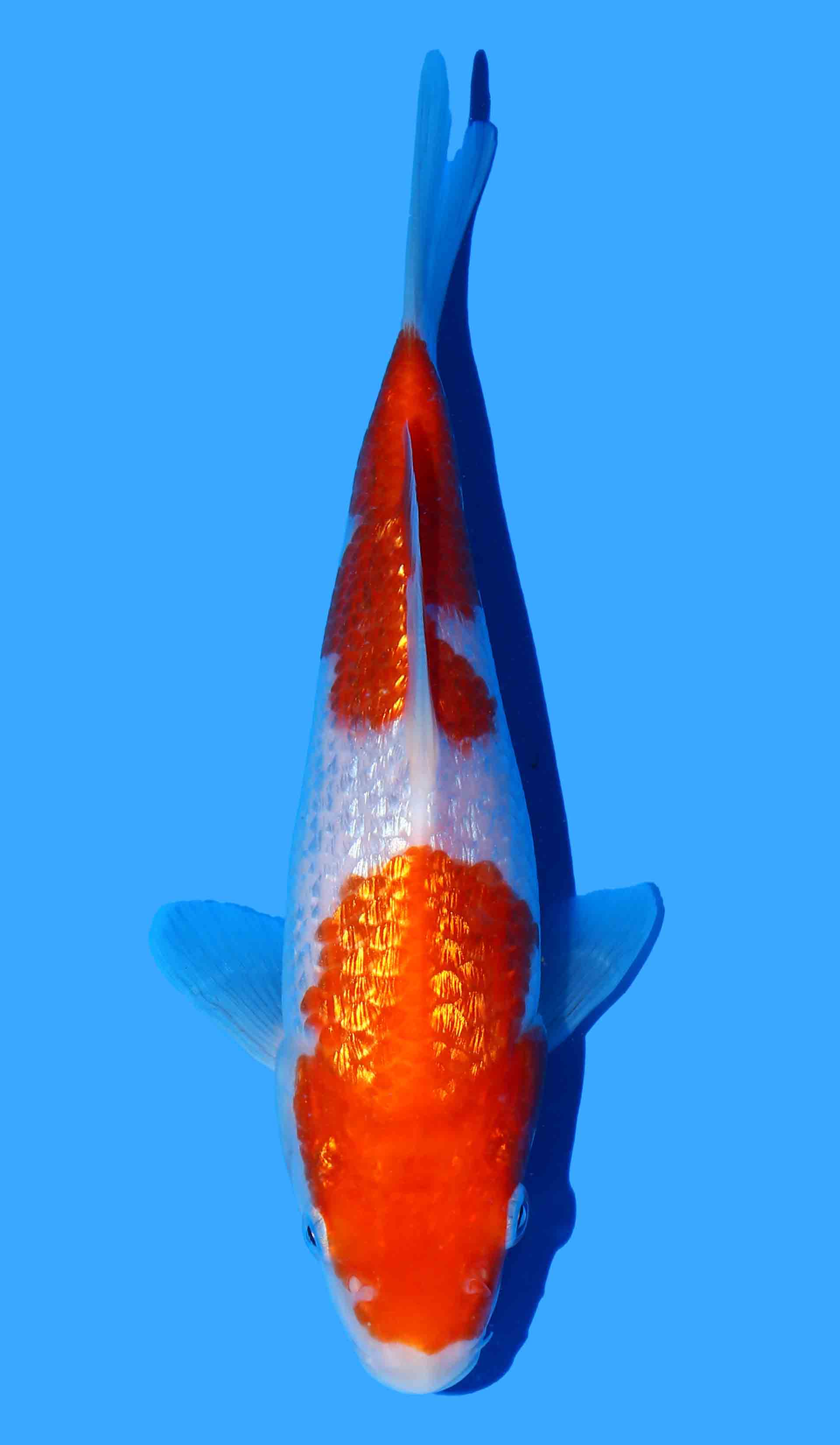 Gin Rin Kohaku from Koda