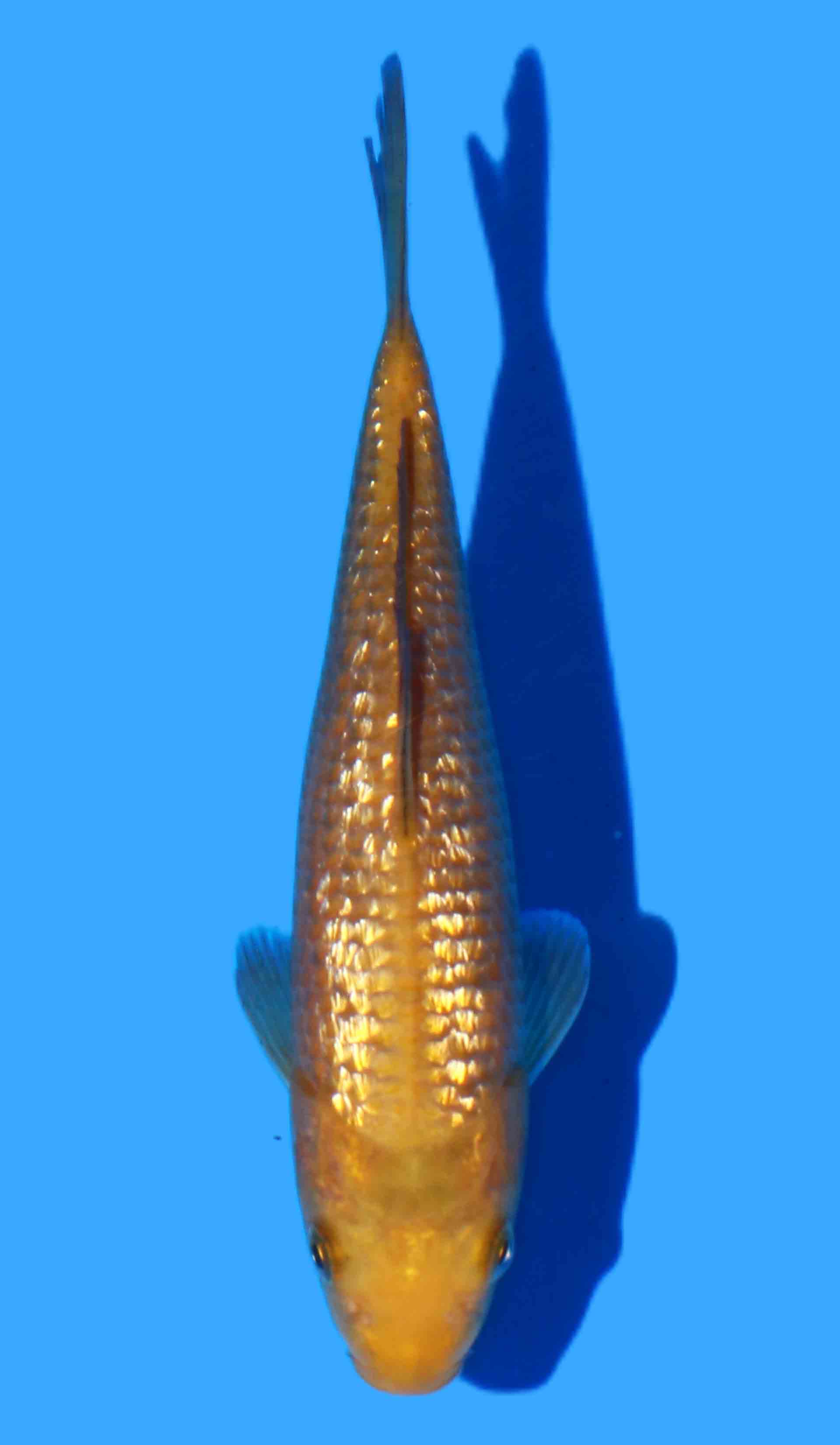 Gin Rin Chagoi (Yellow Monkey Line Dainichi)