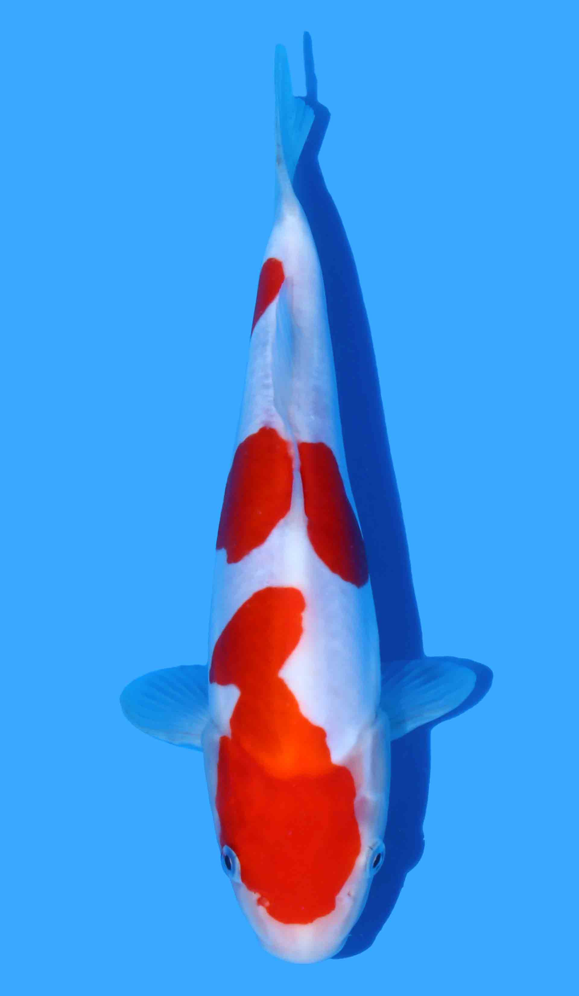 Doitsu Kohaku