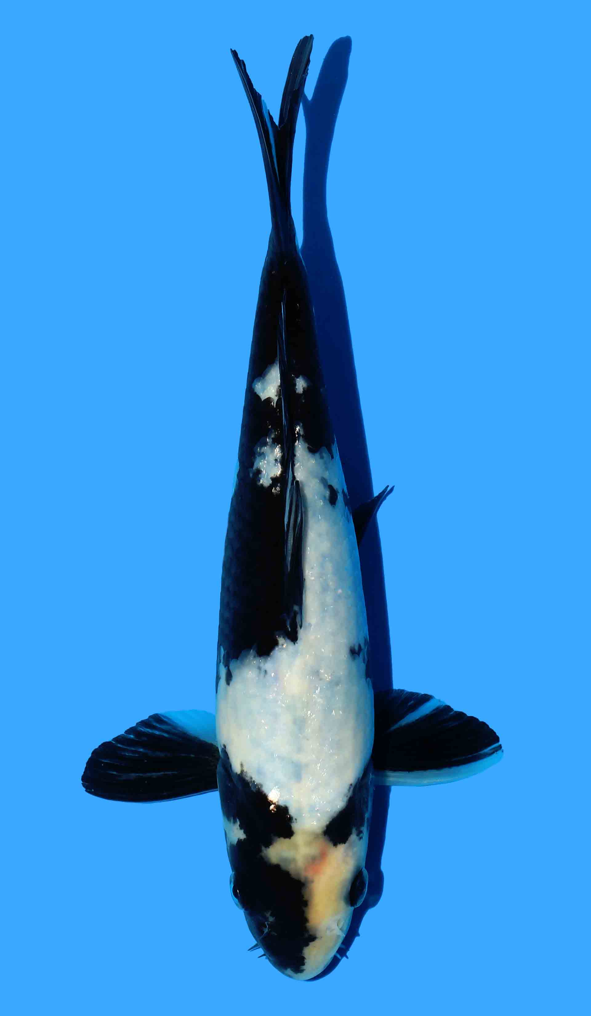 Shiro Utsuri from Omosako